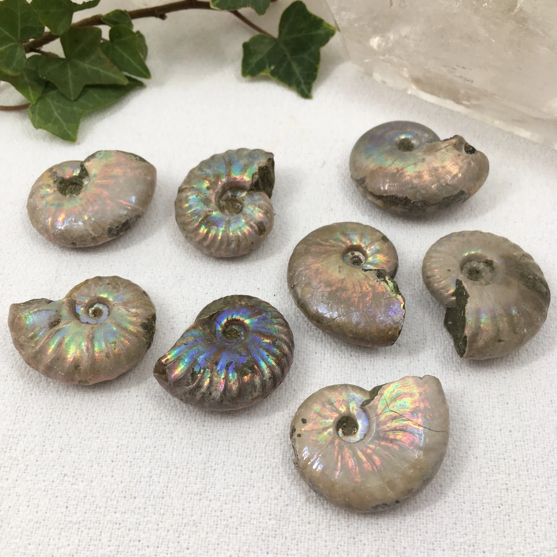 Rainbow Ammonite