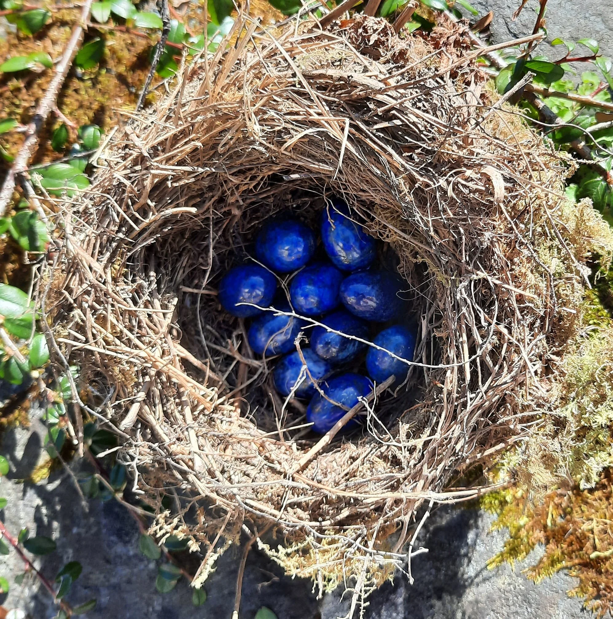 Eggs in nest.jpg