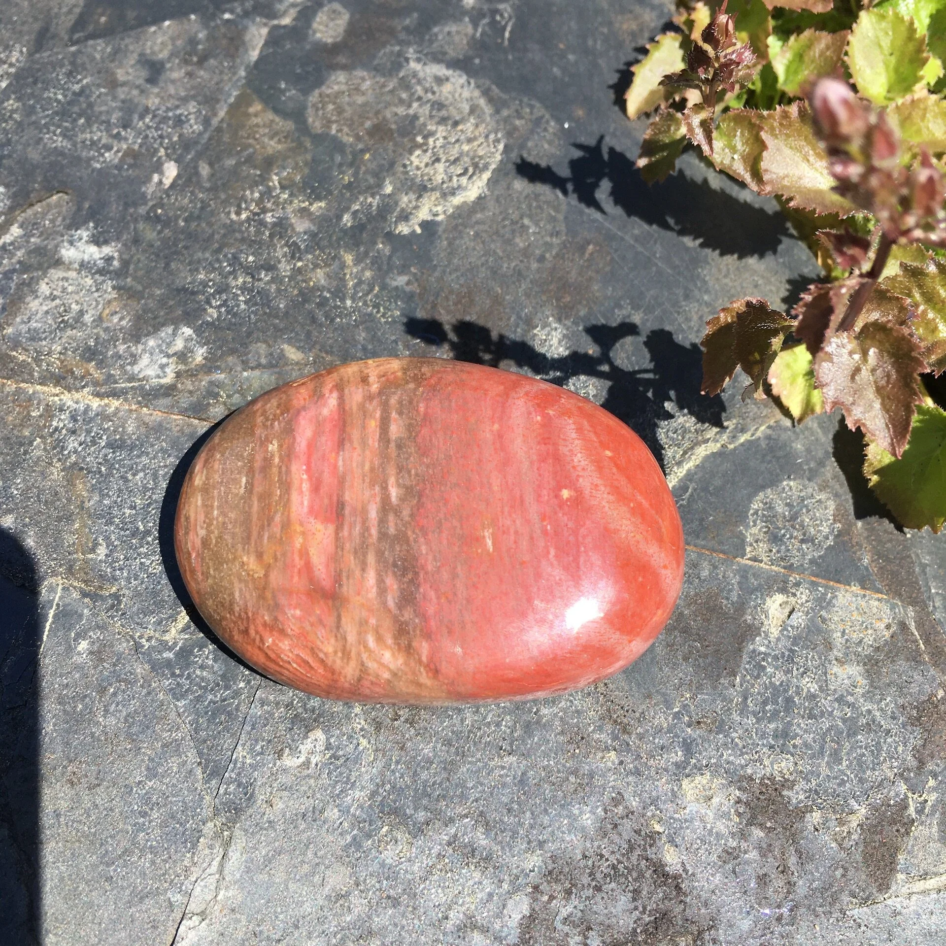 Pet wood pebble 5b.jpeg