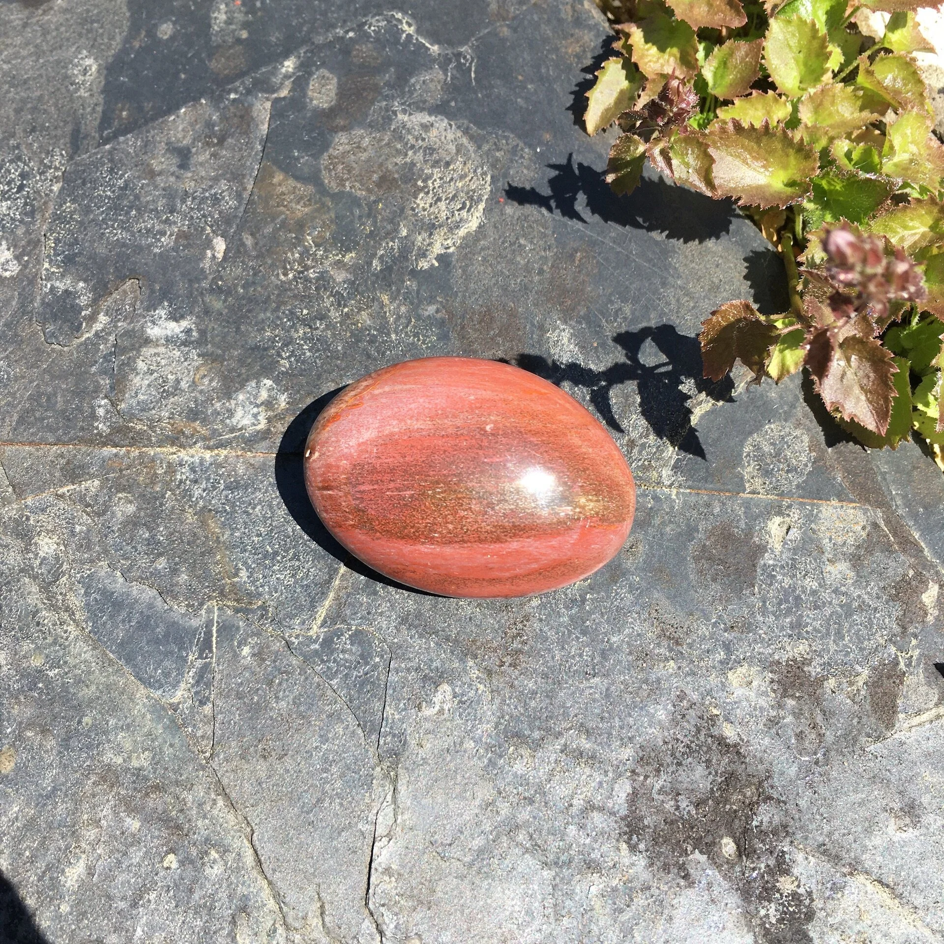 Pet wood pebble 10a.jpeg