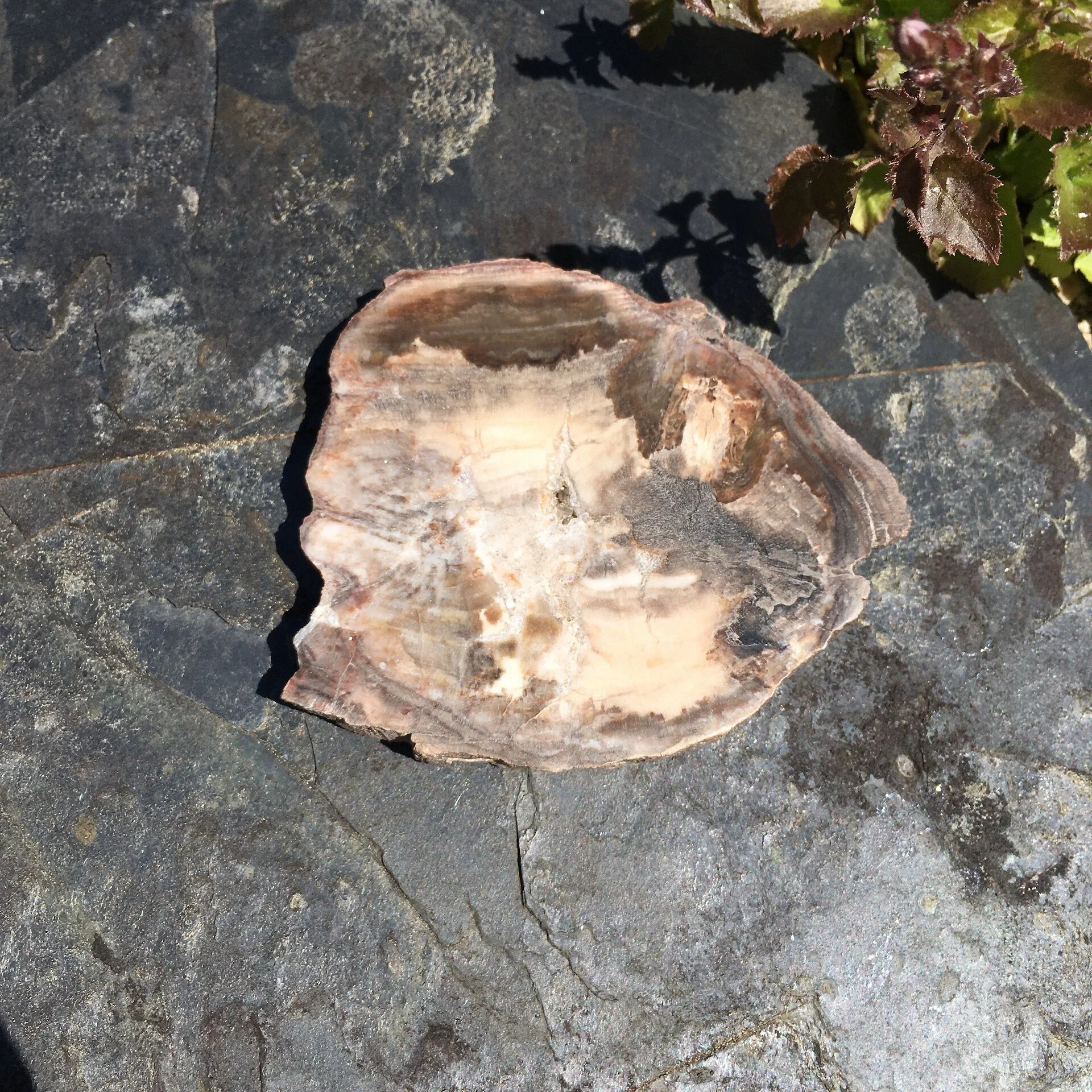 Pet wood slice 4a.jpeg