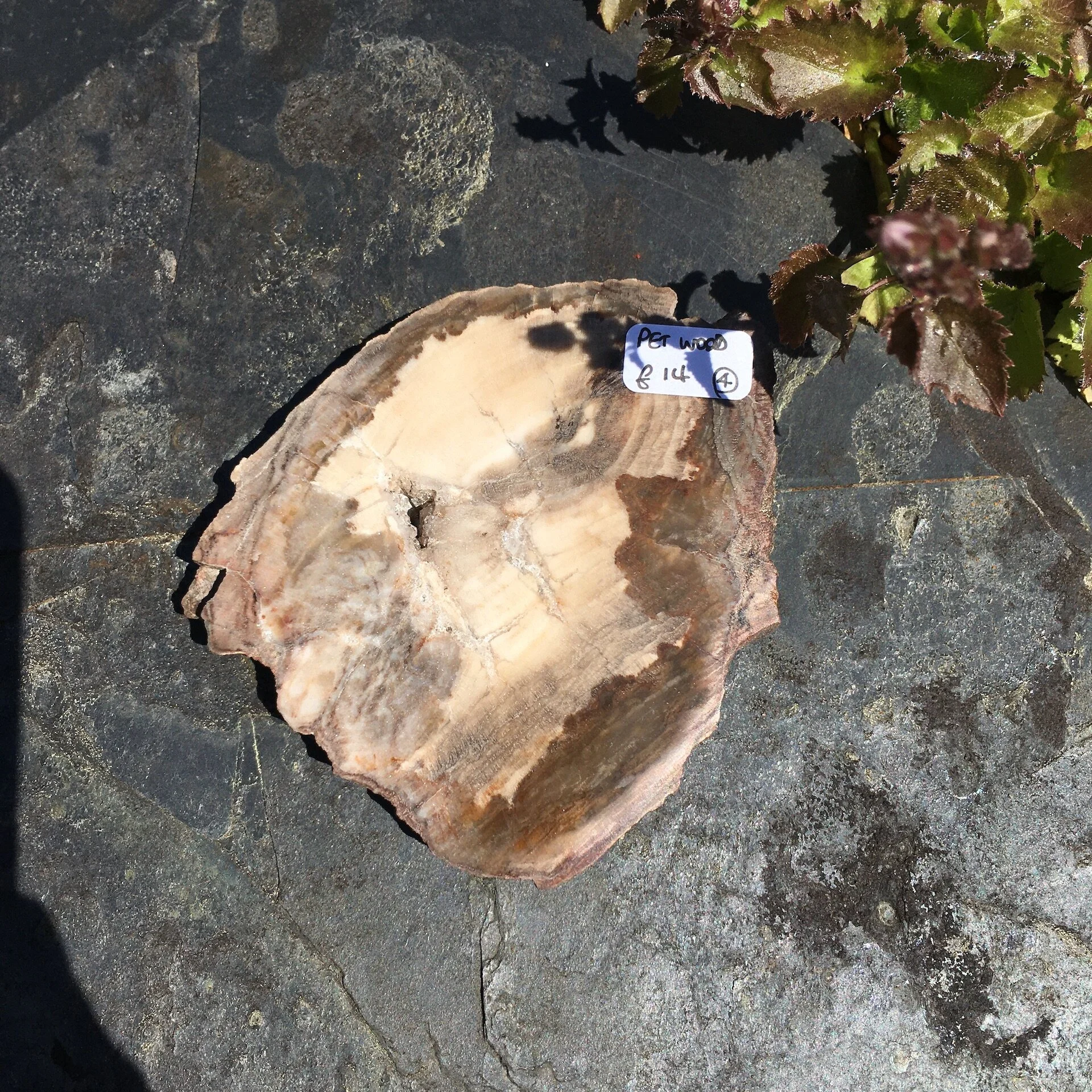 Pet wood slice 4b.jpeg