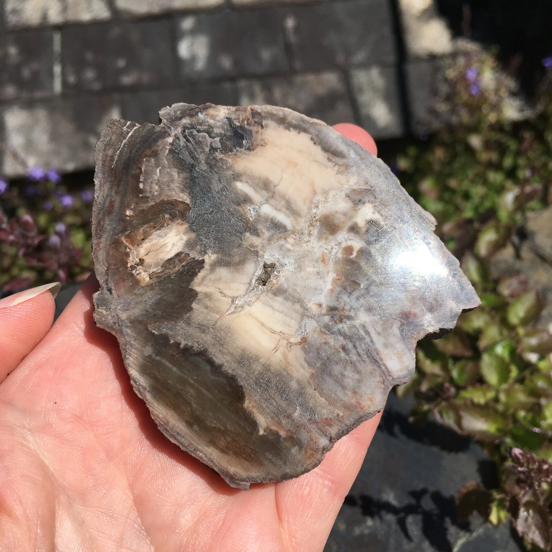 Pet wood slice 4c.jpeg