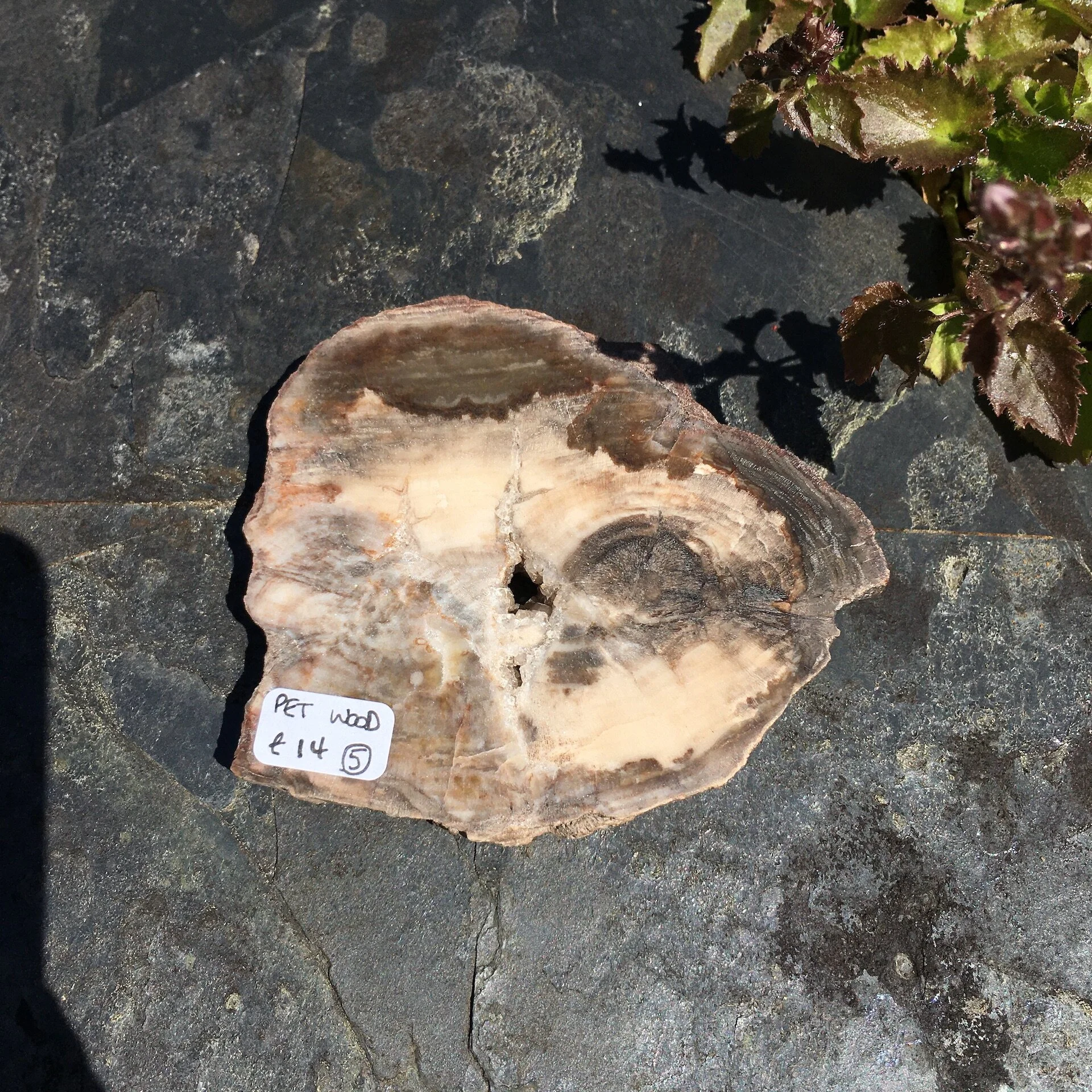 Pet wood slice 5b.jpeg
