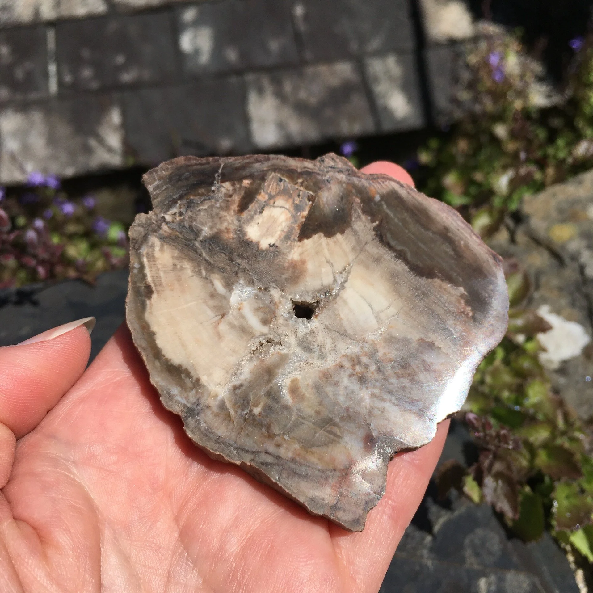 Pet wood slice 5c.jpeg