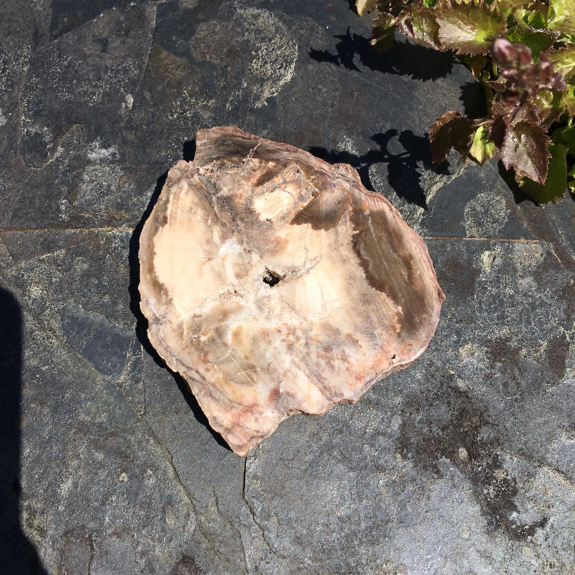 Petrified Wood Slice 5