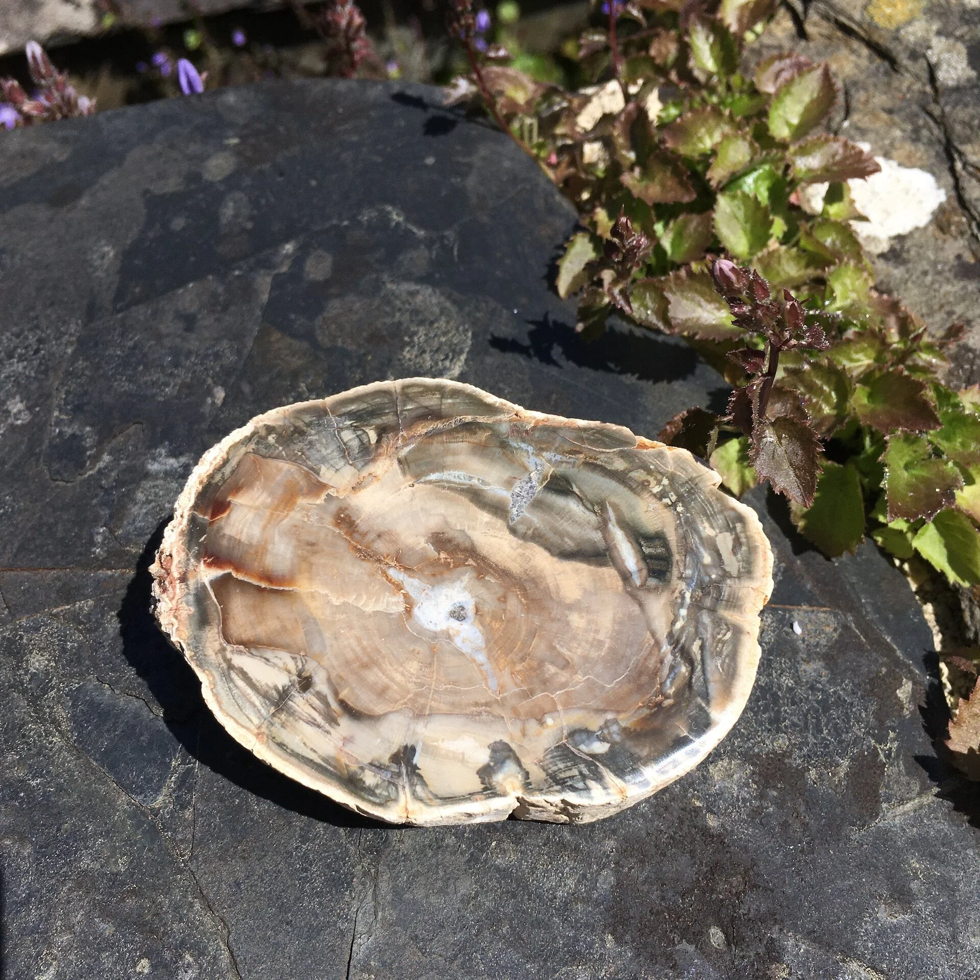 Pet wood slice 9a.jpeg