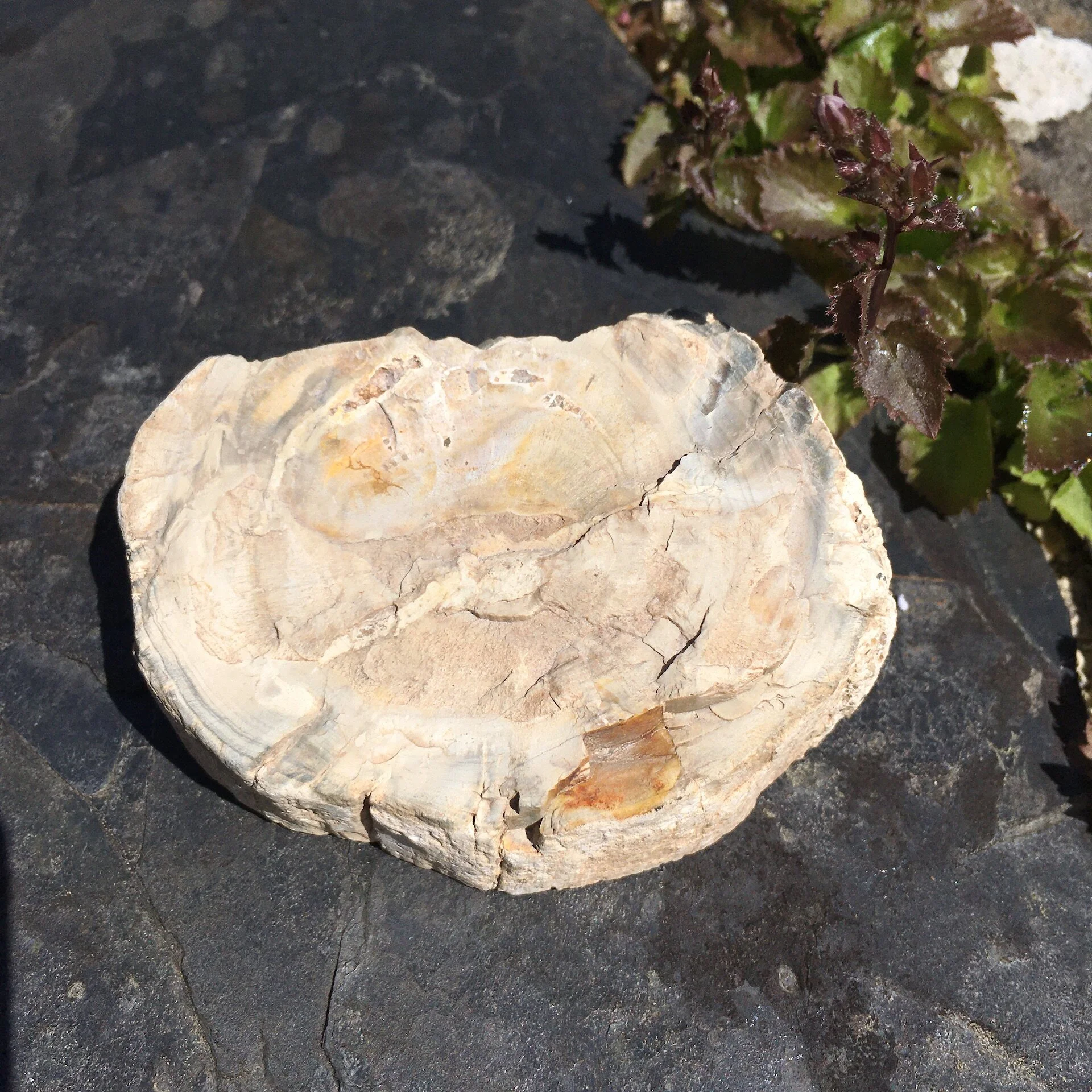 Pet wood slice 9c.jpeg