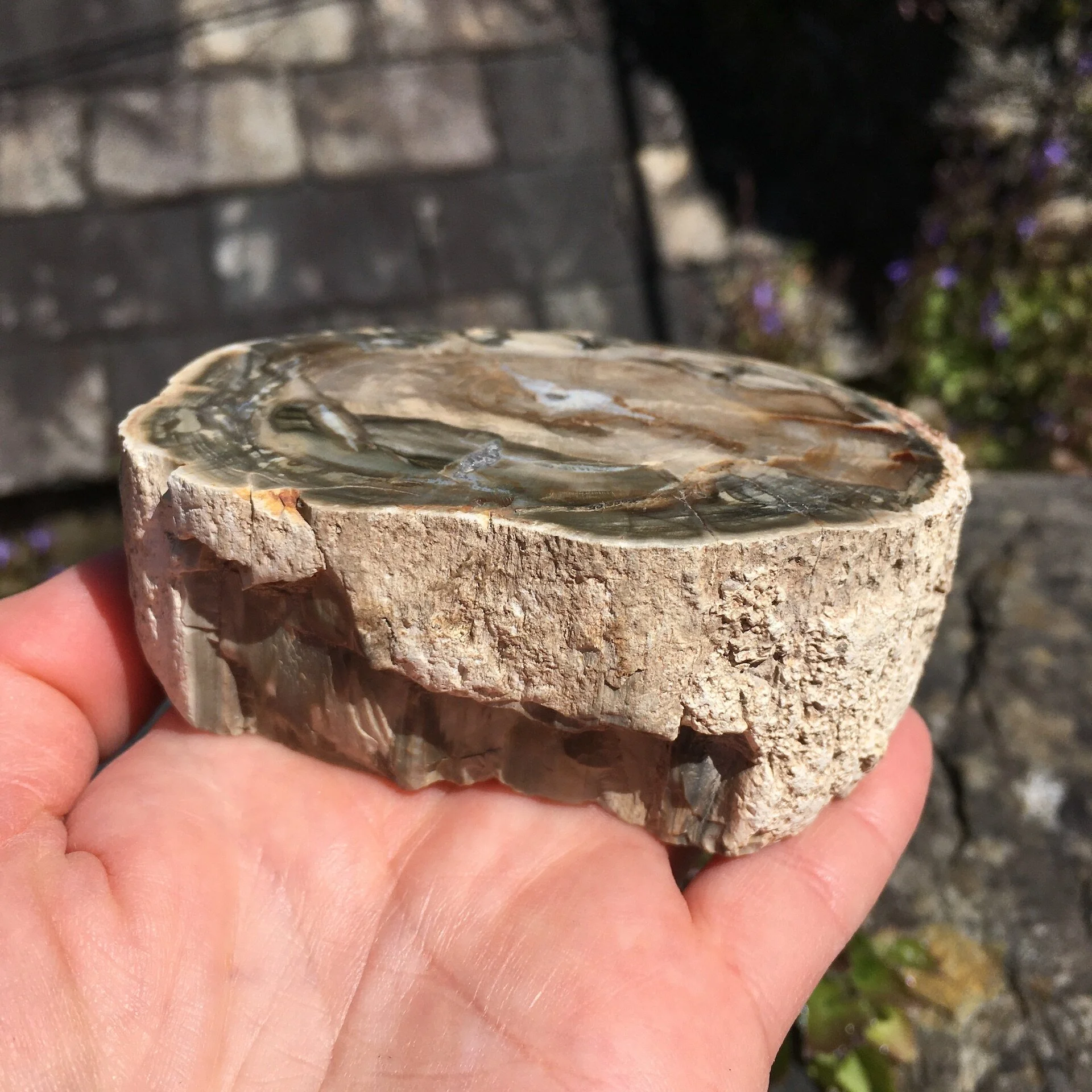 Pet wood slice 9d.jpeg