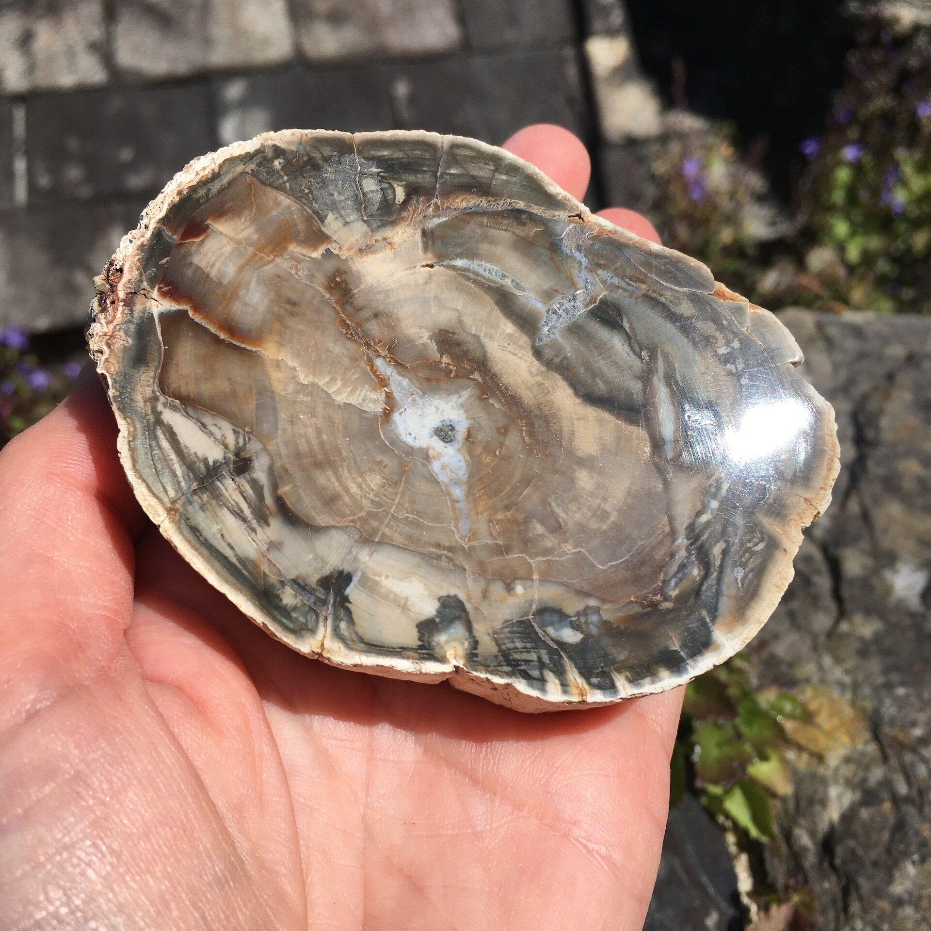 Pet wood slice 9e.jpeg