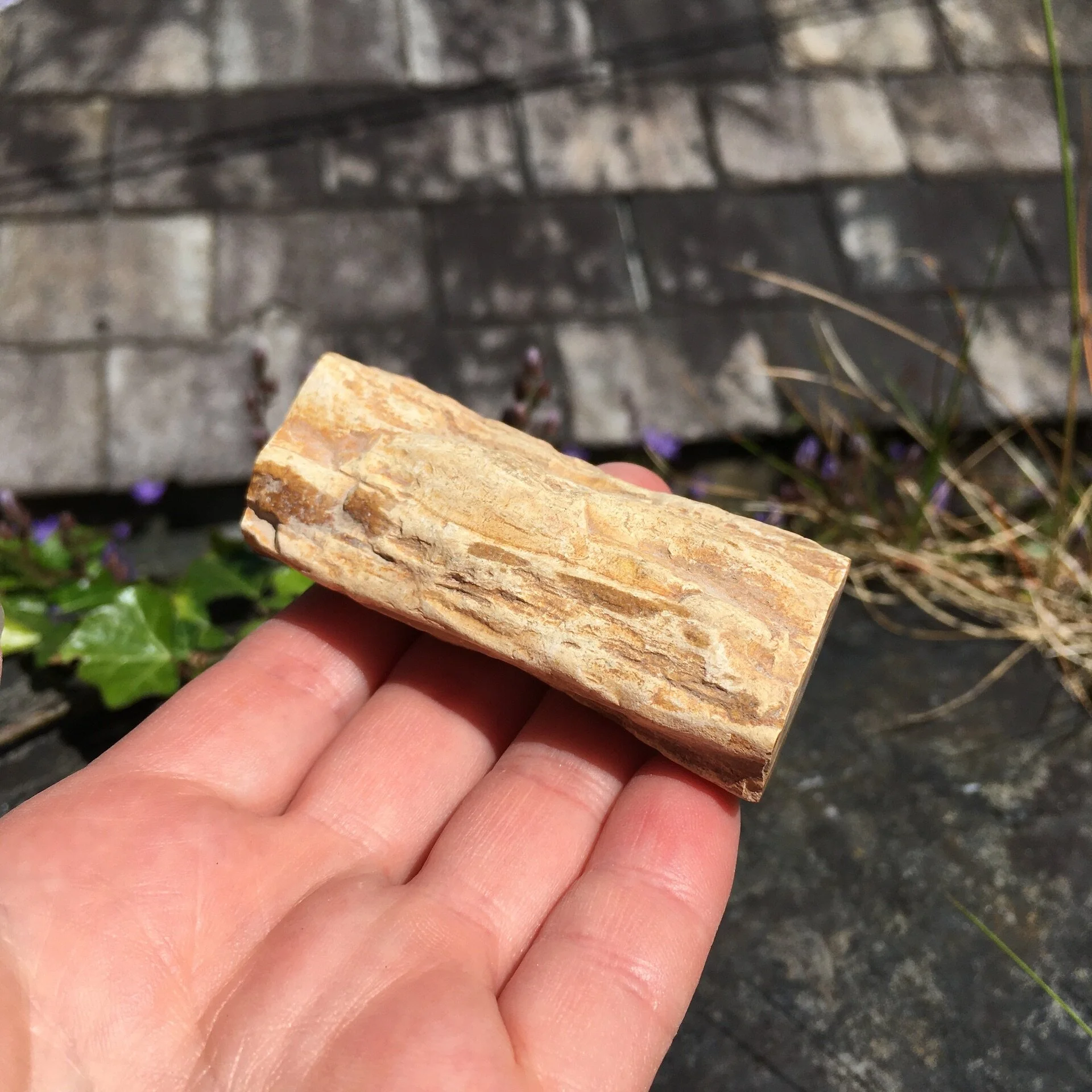 Pet Wood Branch 28c.jpeg