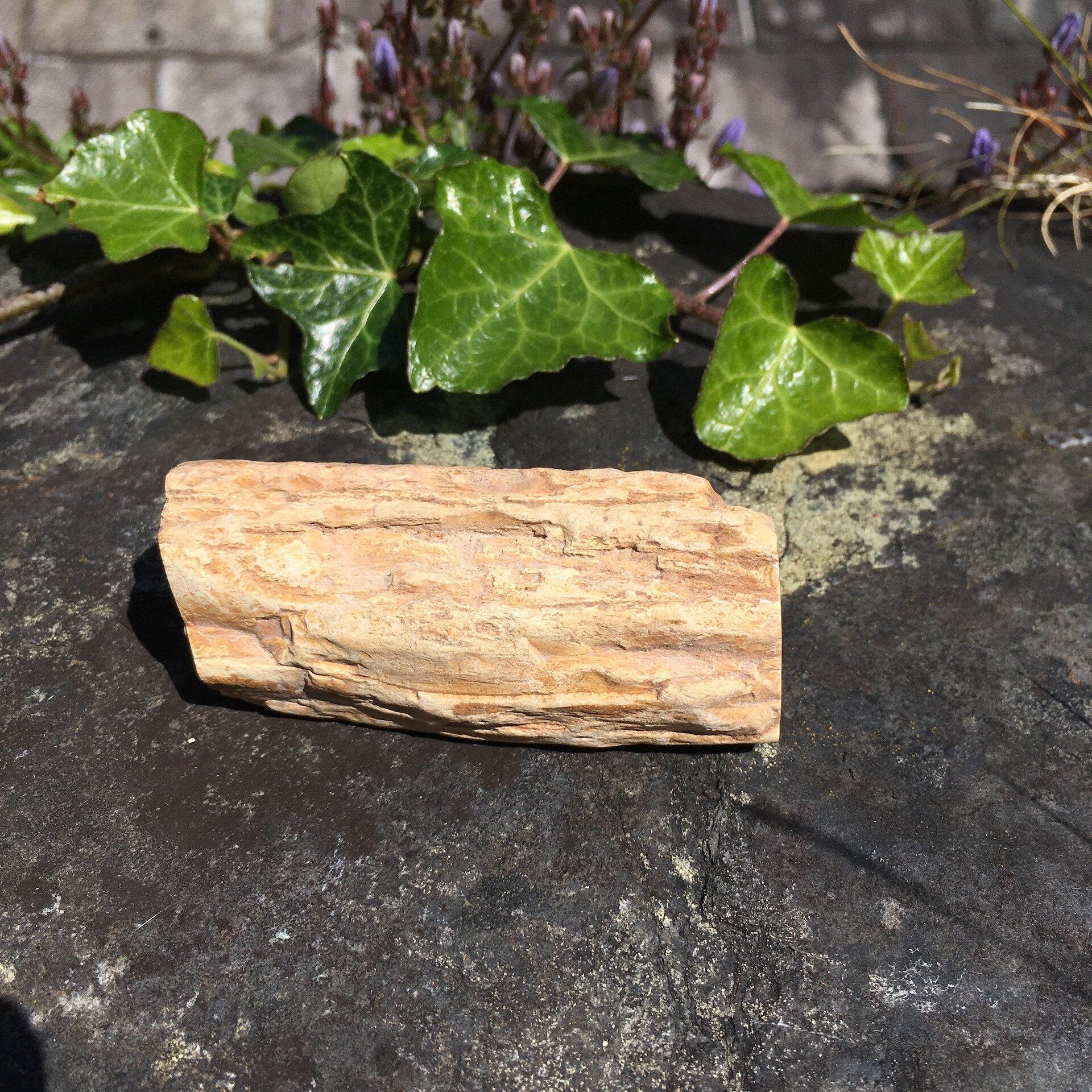 Pet Wood Branch 28b.jpeg