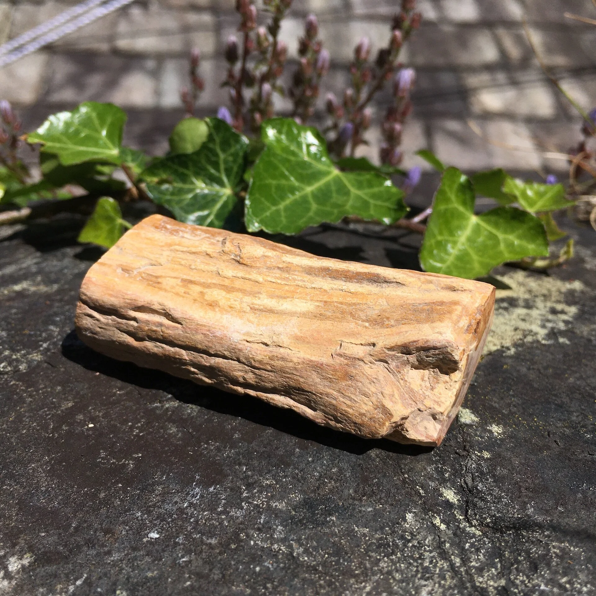 Petrified Wood Branch 28