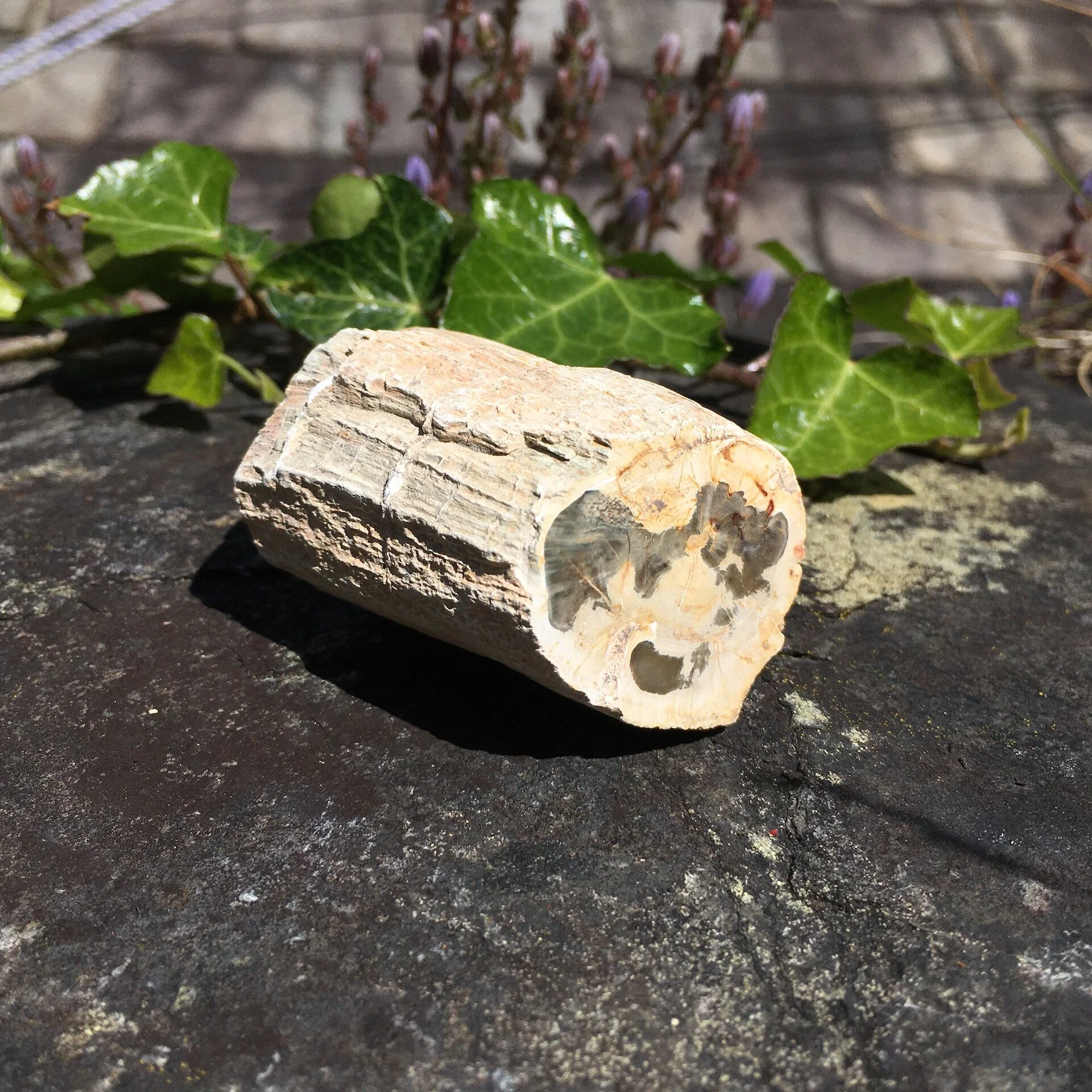 Pet Wood Branch 29a.jpeg