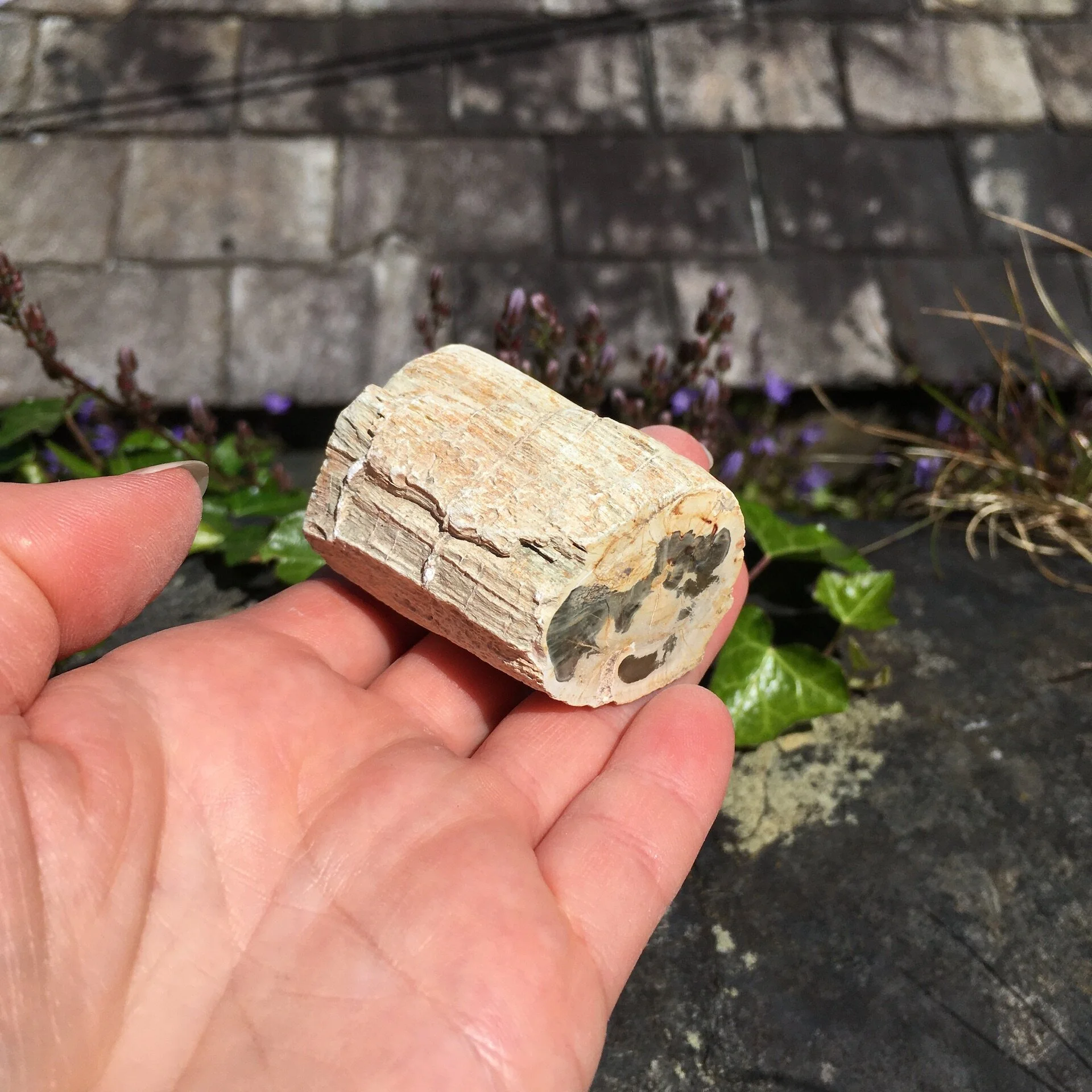 Pet Wood Branch 29c.jpeg