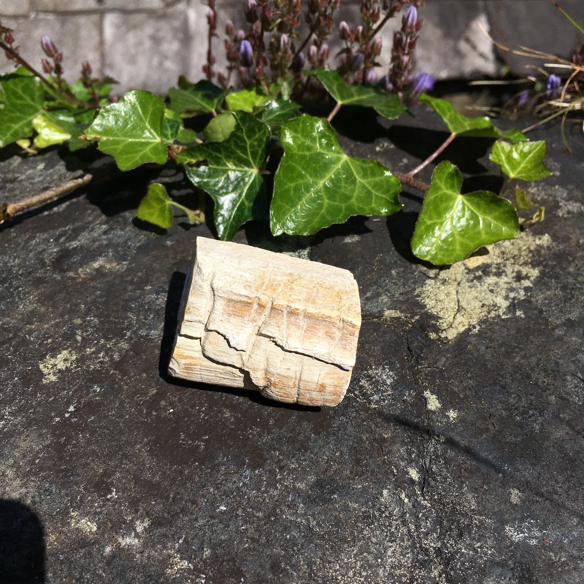 Pet Wood Branch 29b.jpeg