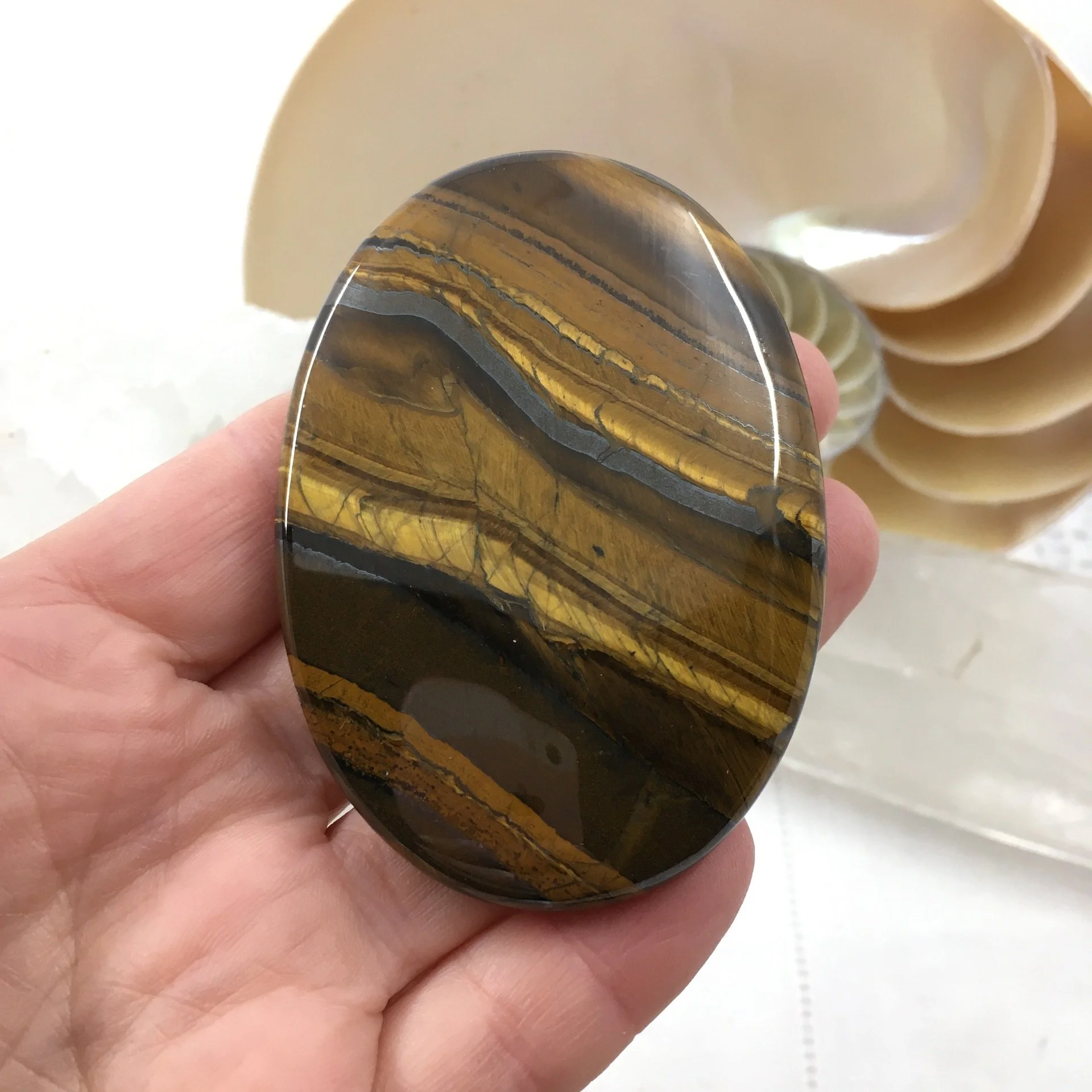Tiger Eye Palm b.jpeg