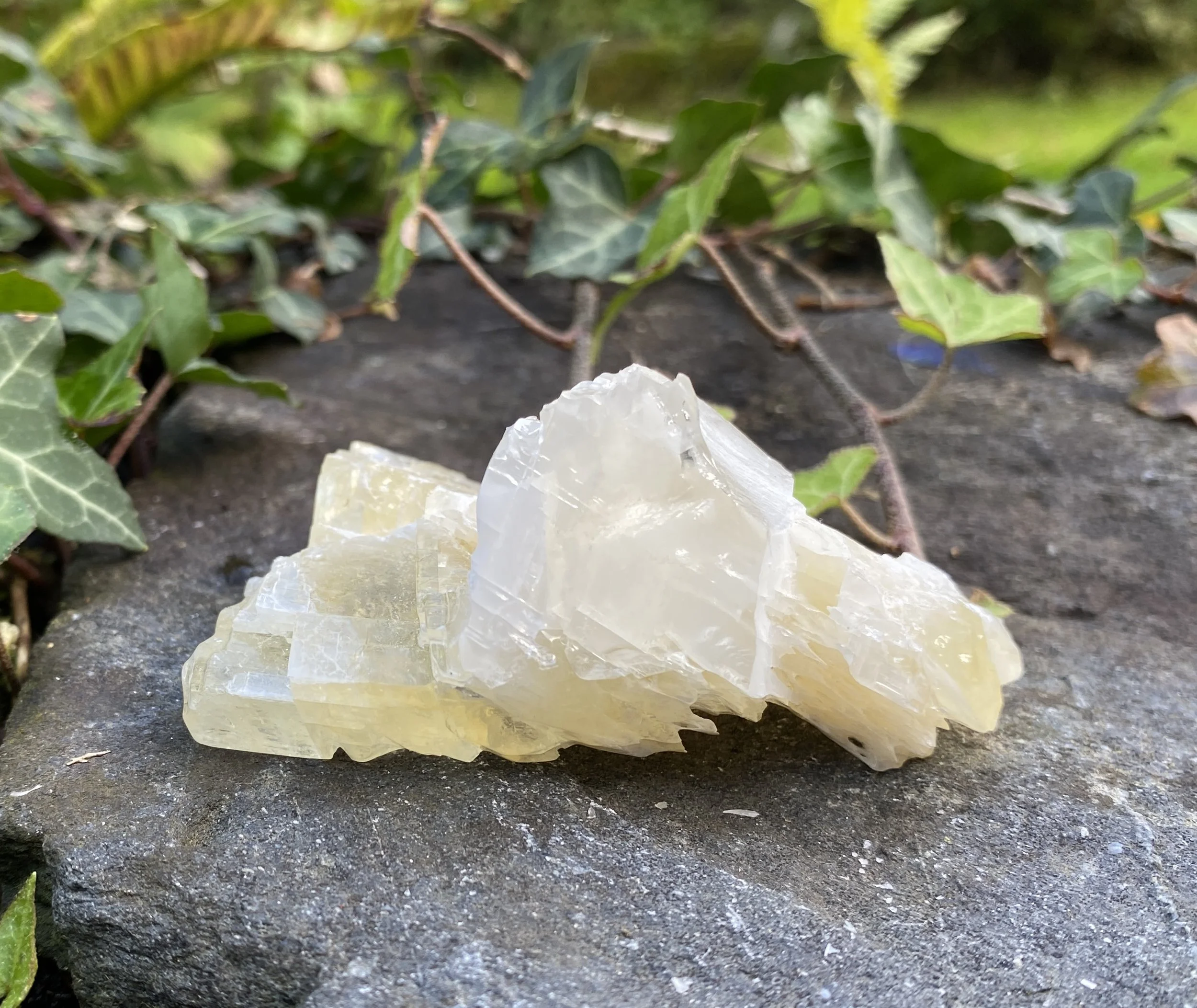 ZZ Angel Wing Calcite12.JPG
