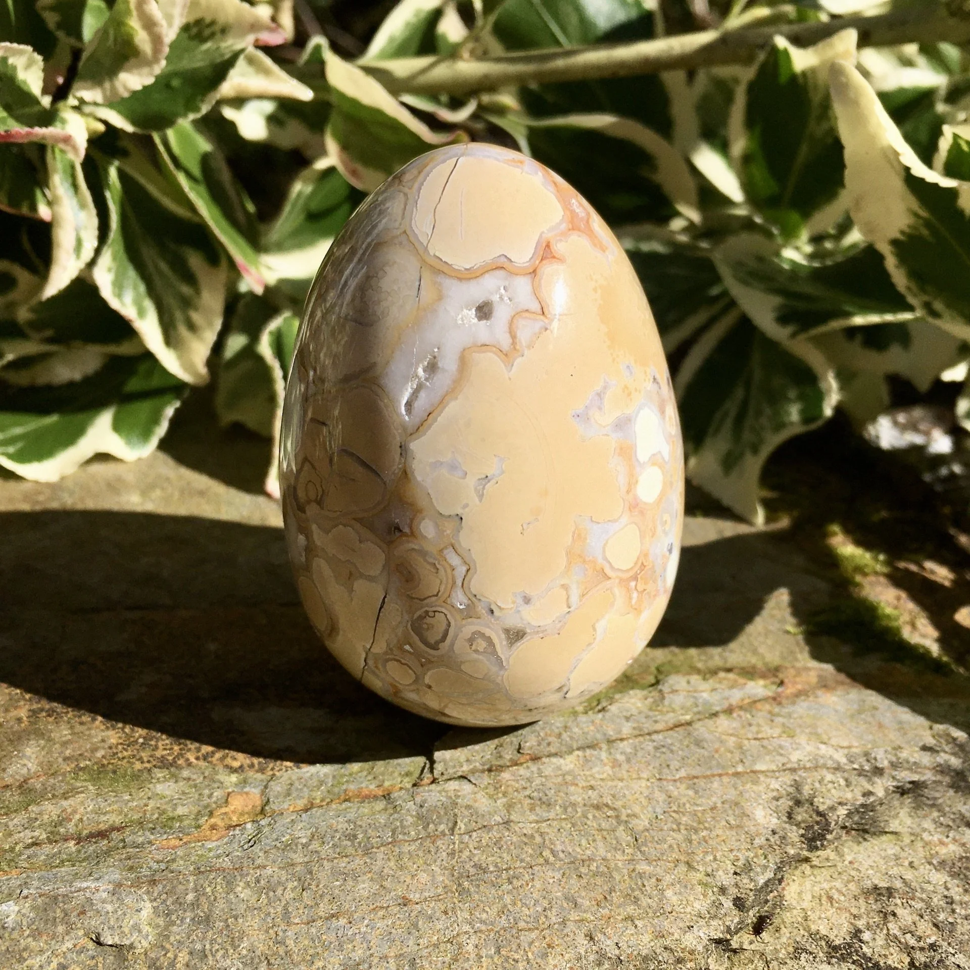 Cobra Jasper egg 1b.jpeg