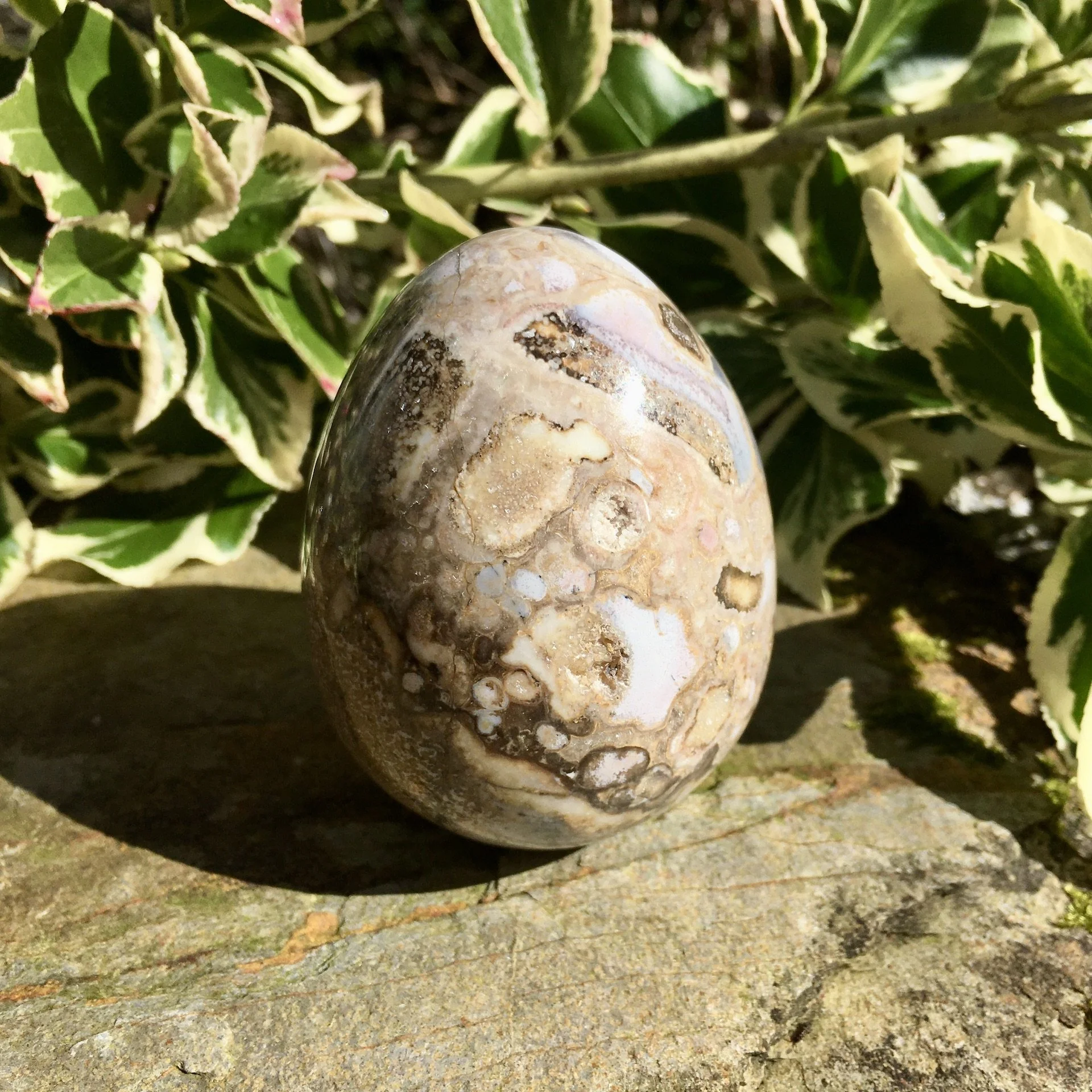 Cobra Jasper egg 3a.jpeg