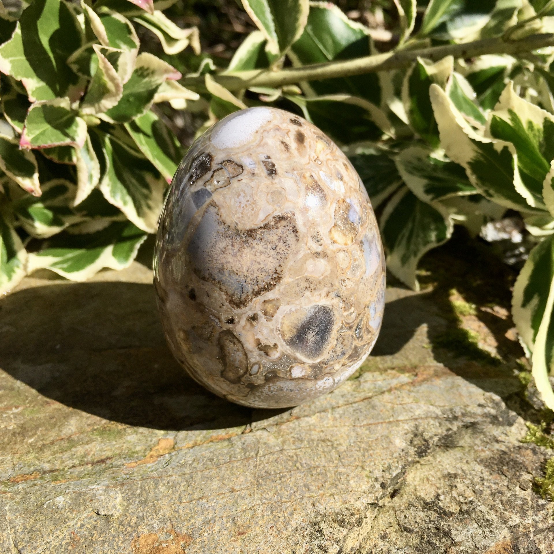 Cobra Jasper egg 3b.jpeg