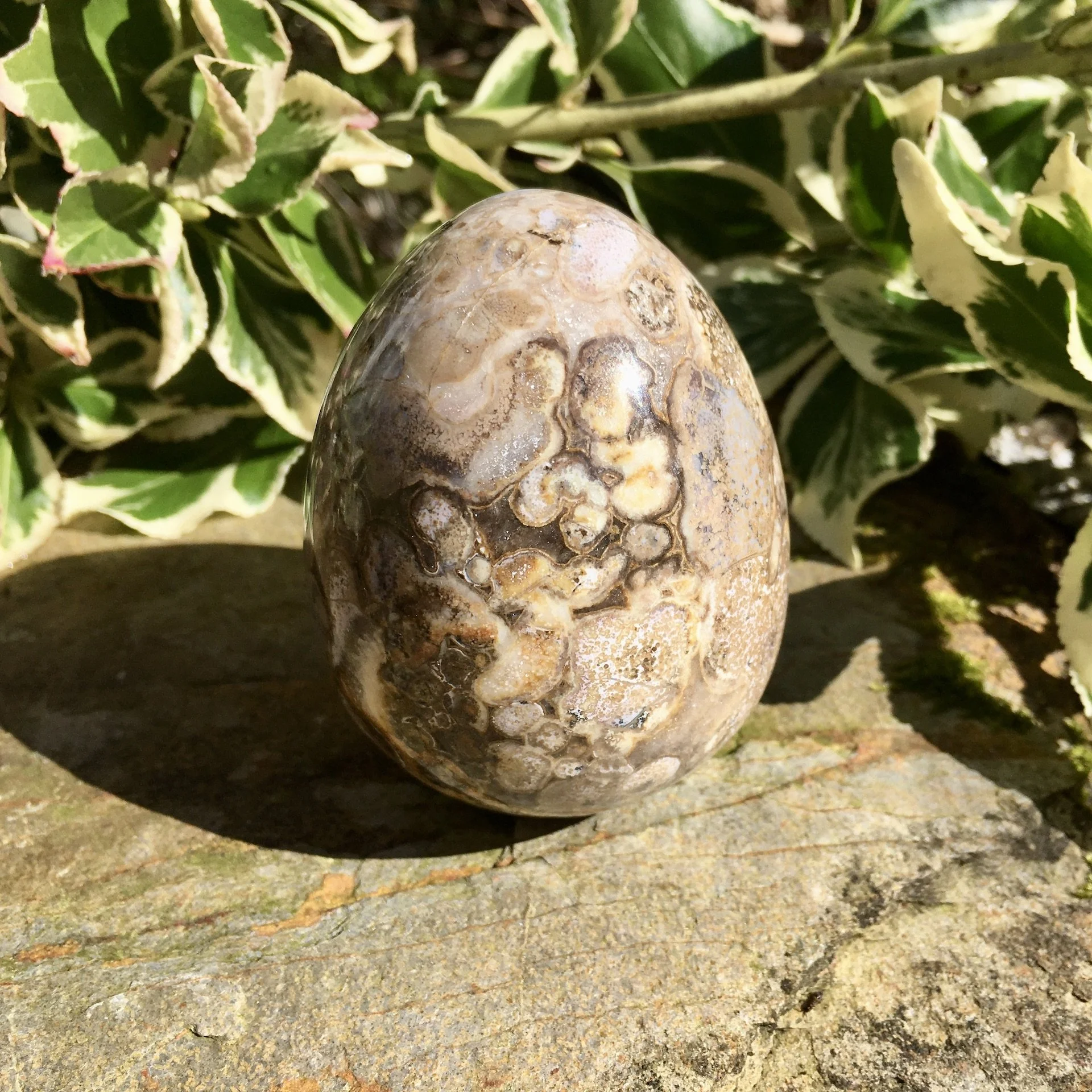 Cobra Jasper egg 3c.jpeg