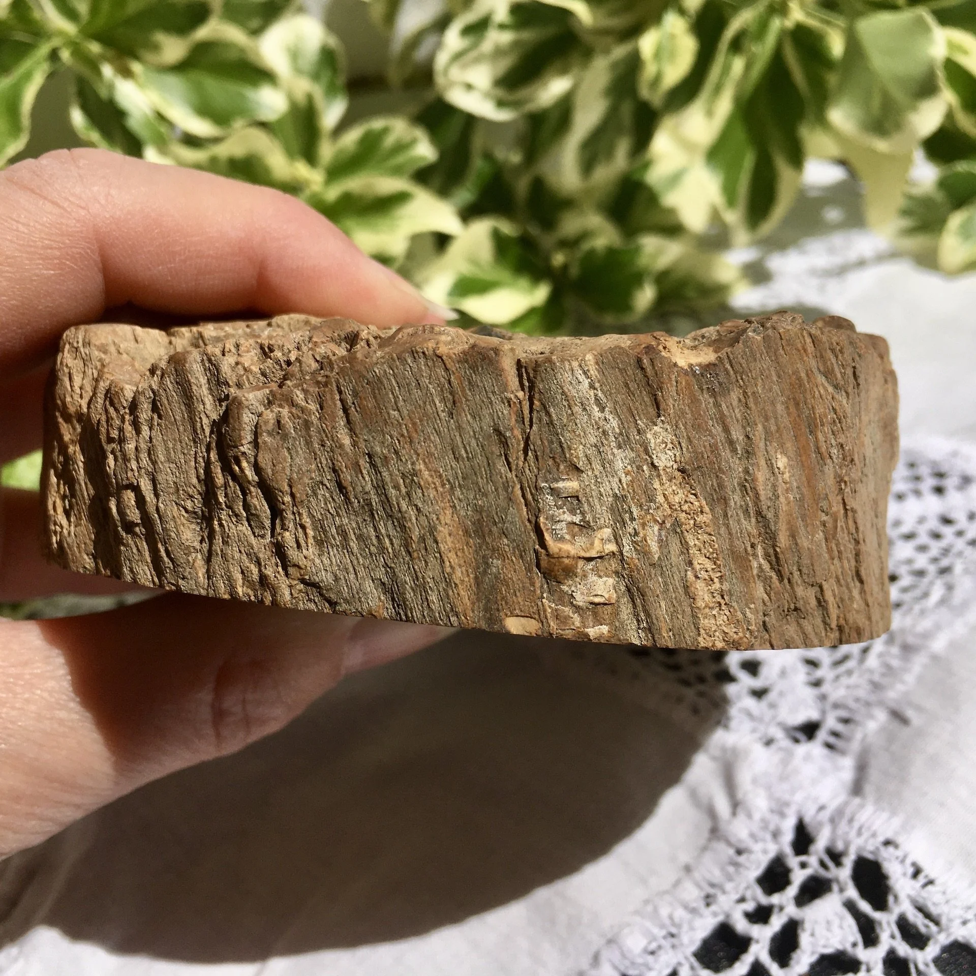 Petrified wood slice 3f.jpeg