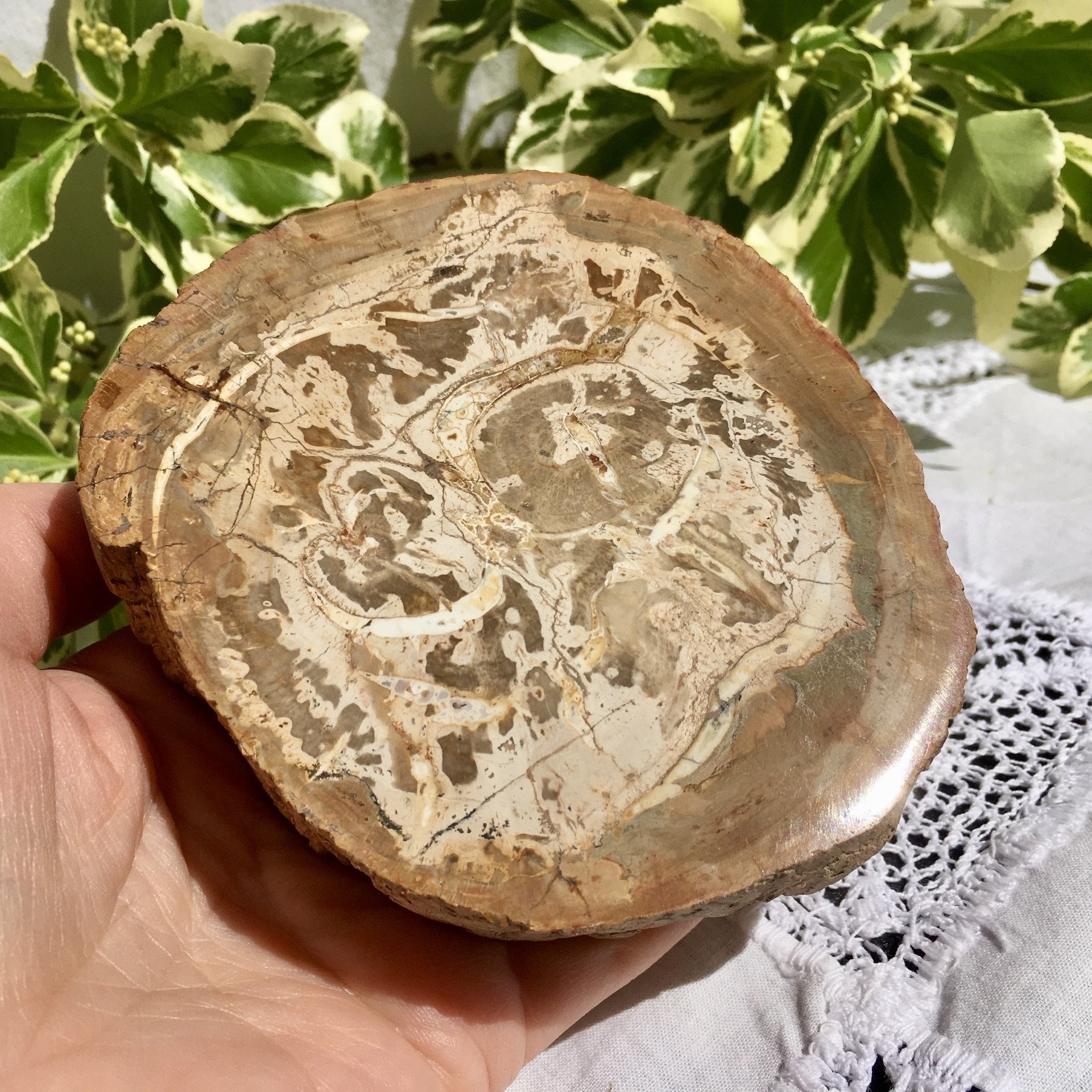 Petrified wood slice 3e.jpeg