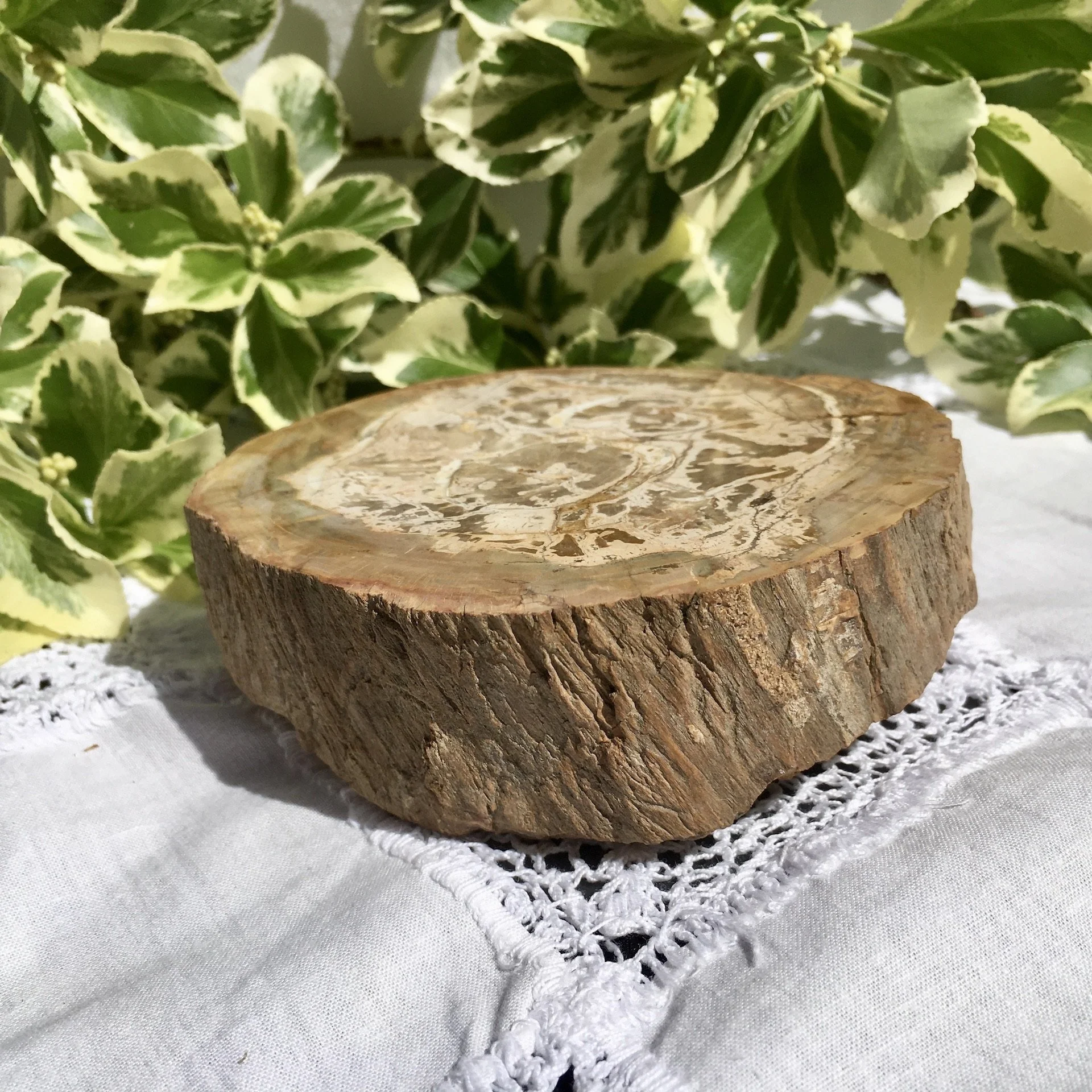 Petrified wood slice 3d.jpeg