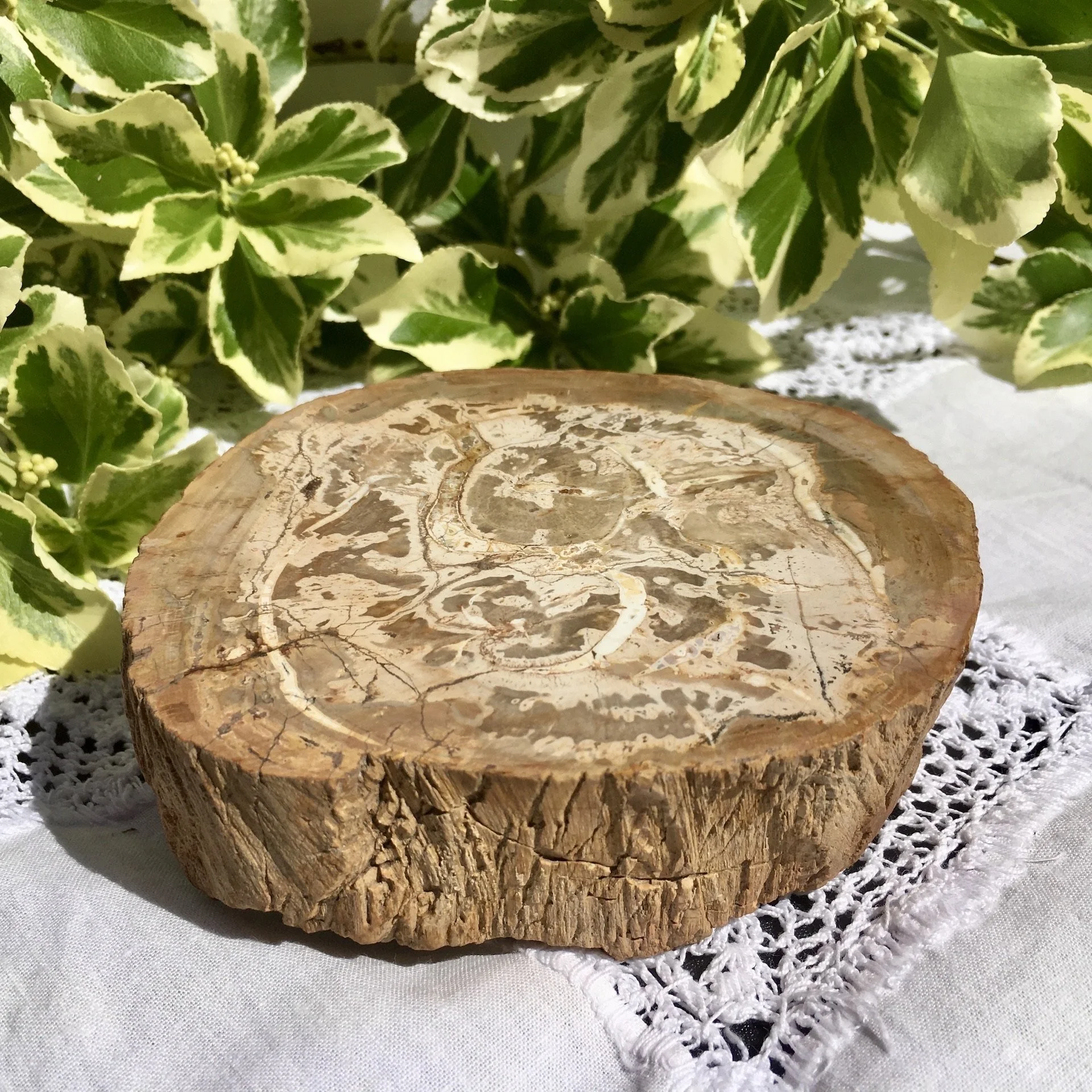 Petrified wood slice 3c.jpeg