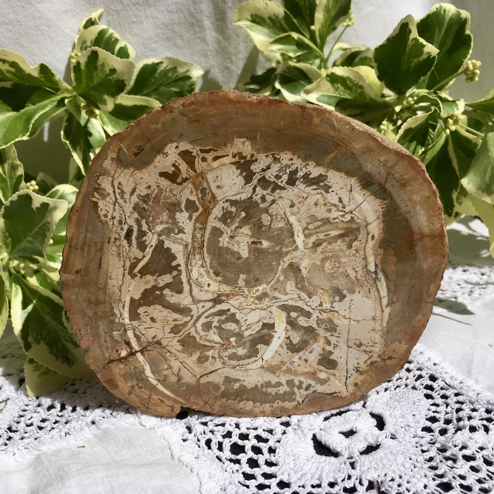 Petrified wood slice 3a.jpeg