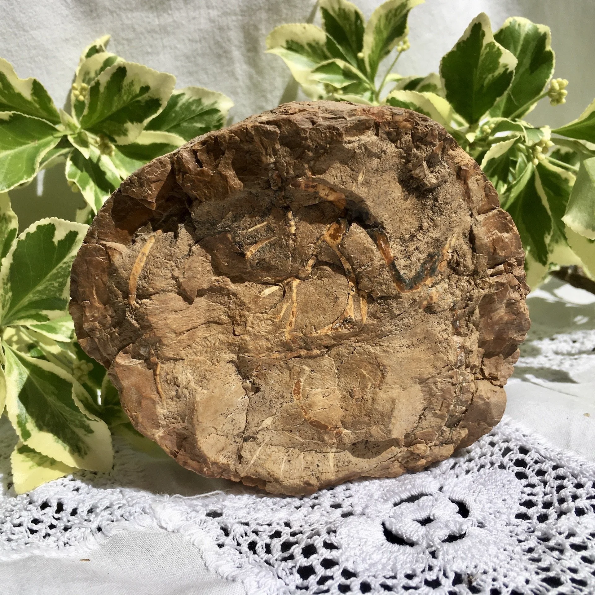 Petrified wood slice 3b.jpeg