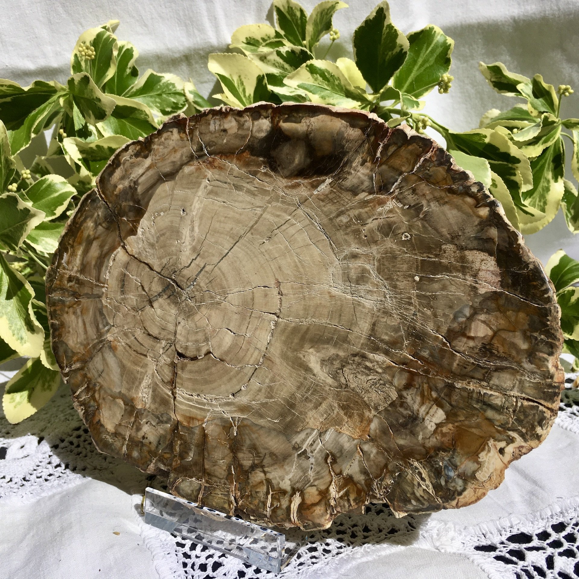 Petrified wood slice 2a.jpeg