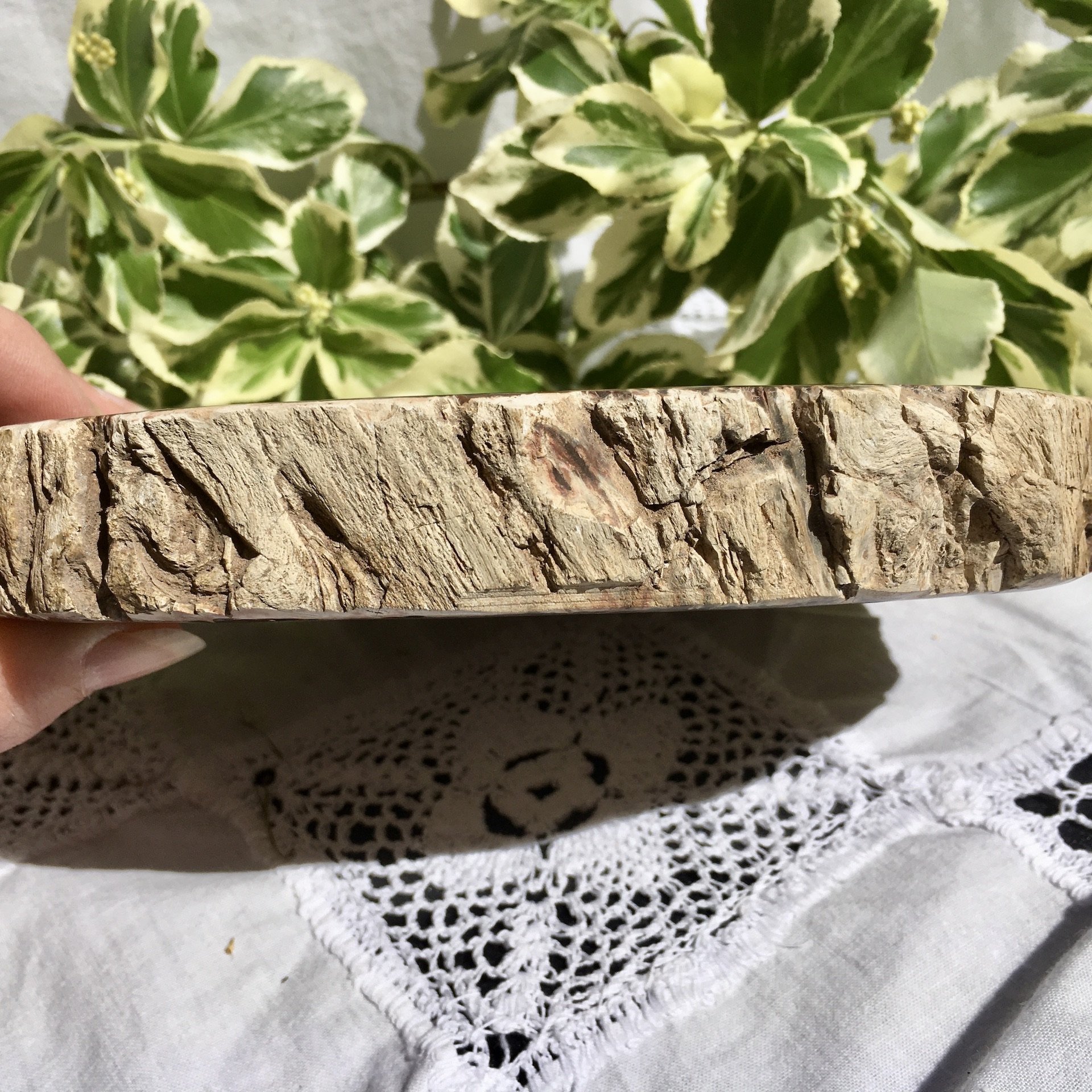 Petrified wood slice 2d.jpeg