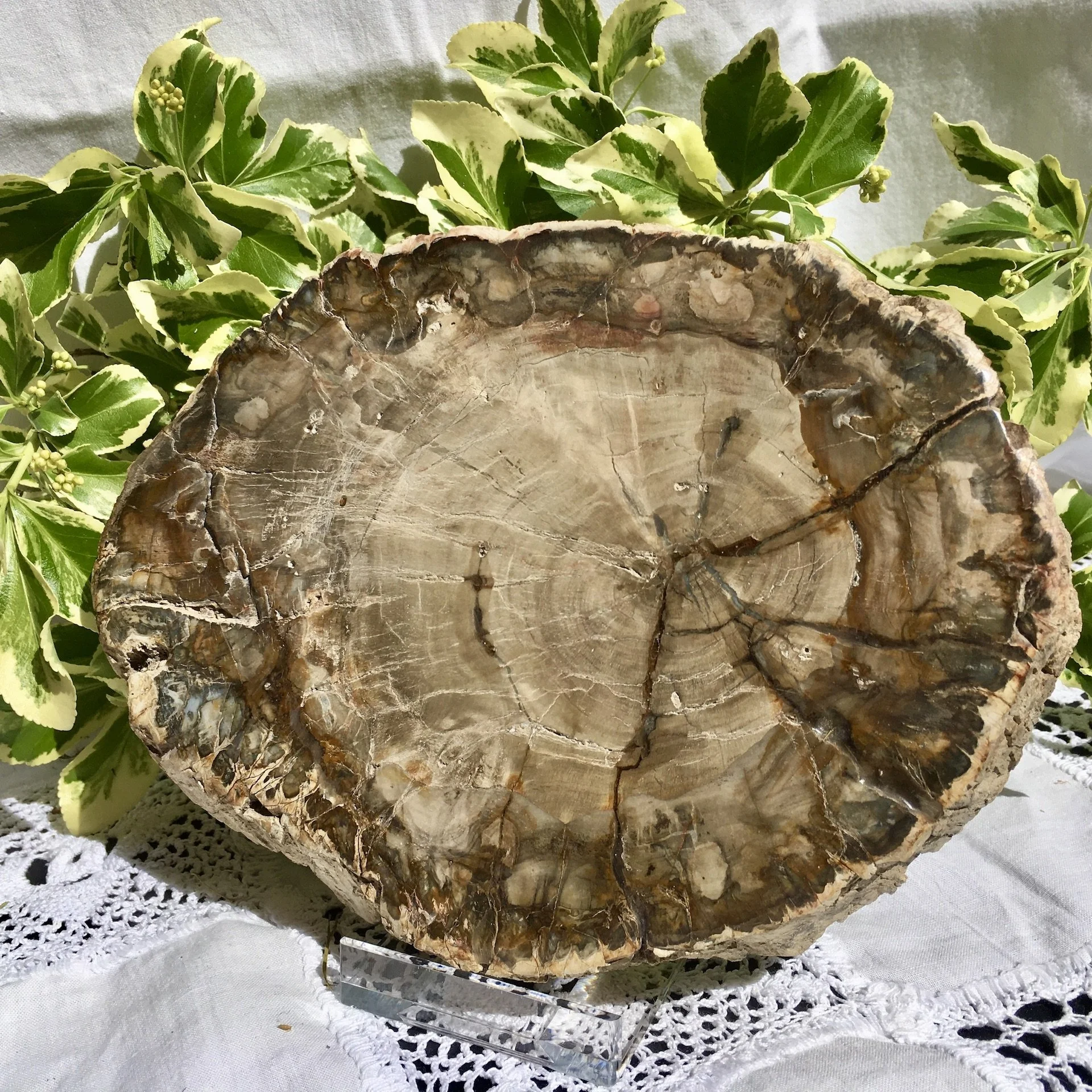 Petrified wood slice 2b.jpeg