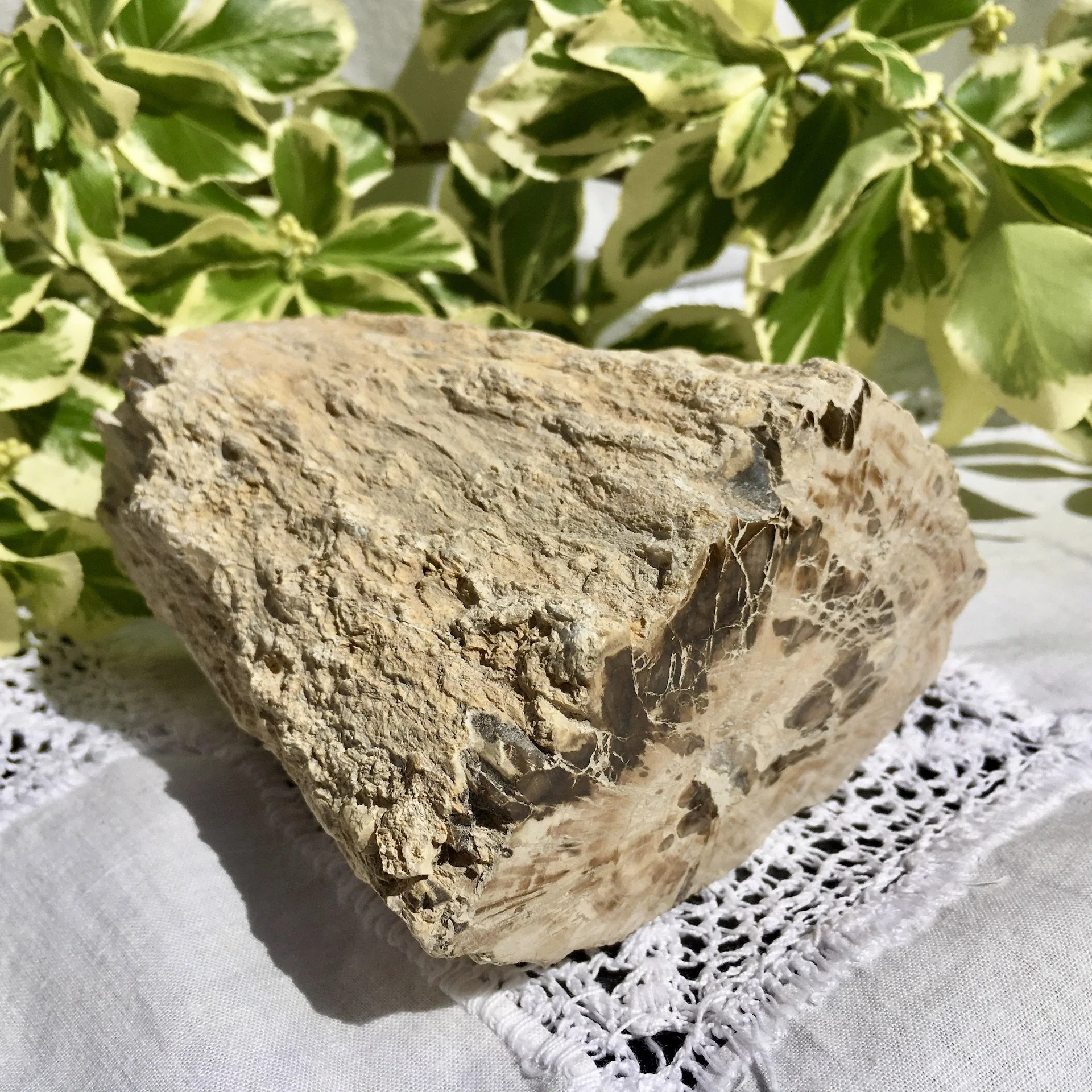 Pet wood branch 1a.jpeg