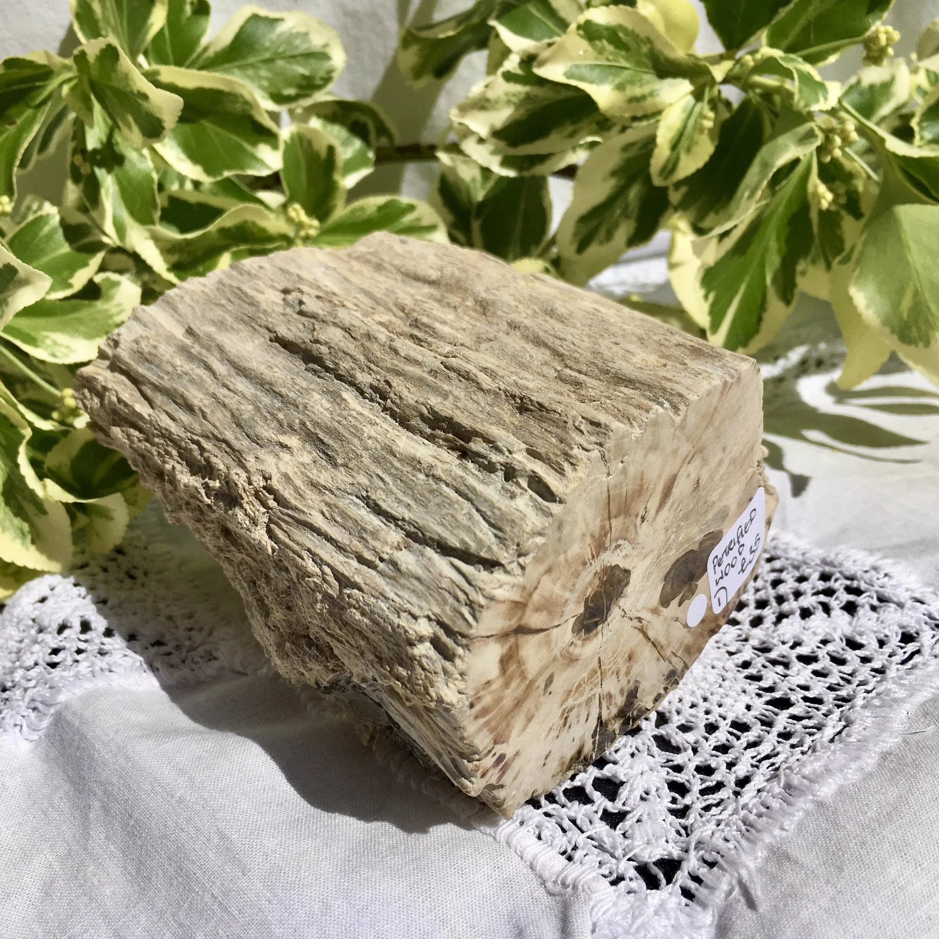 Pet wood branch 1d.jpeg