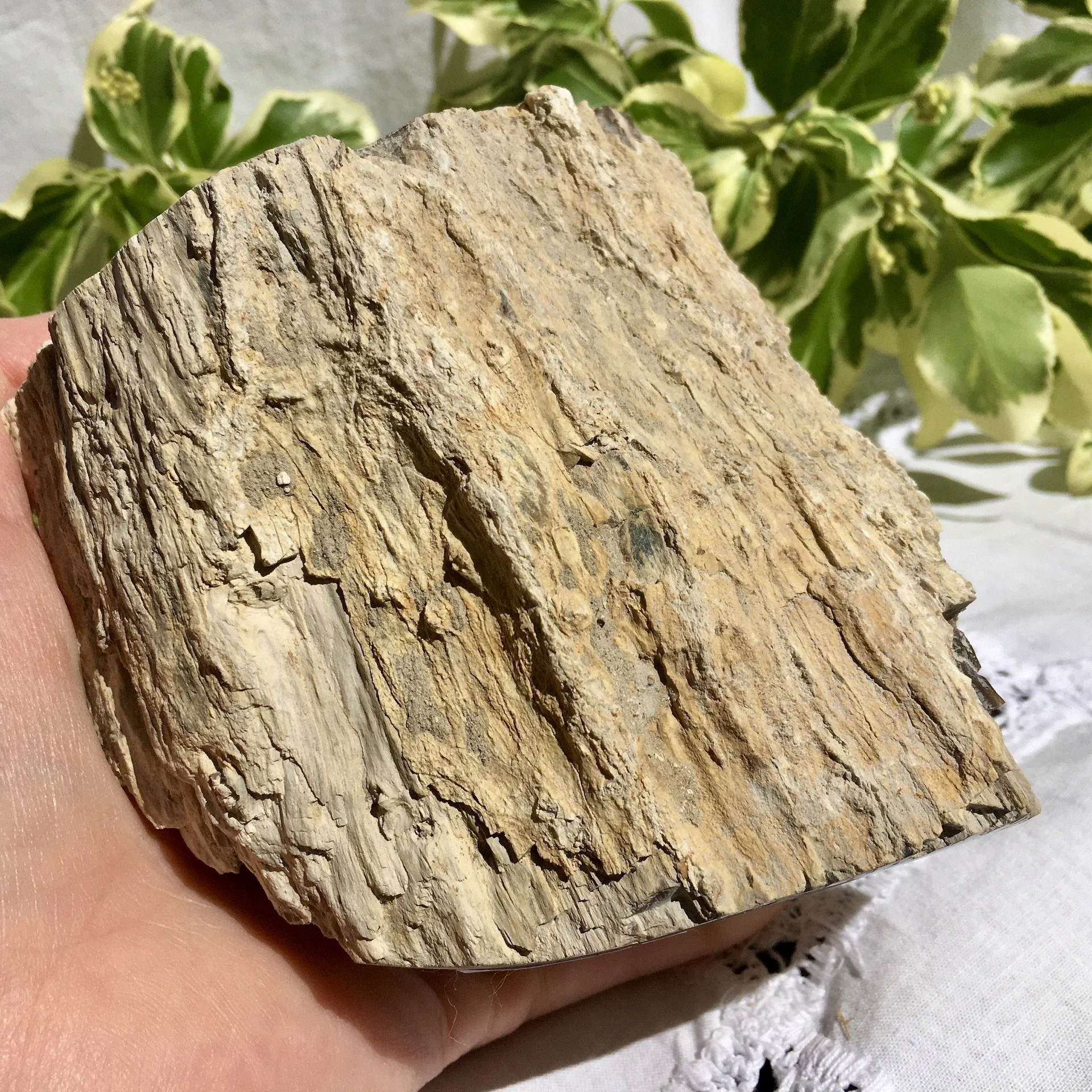 Pet wood branch 1f.jpeg