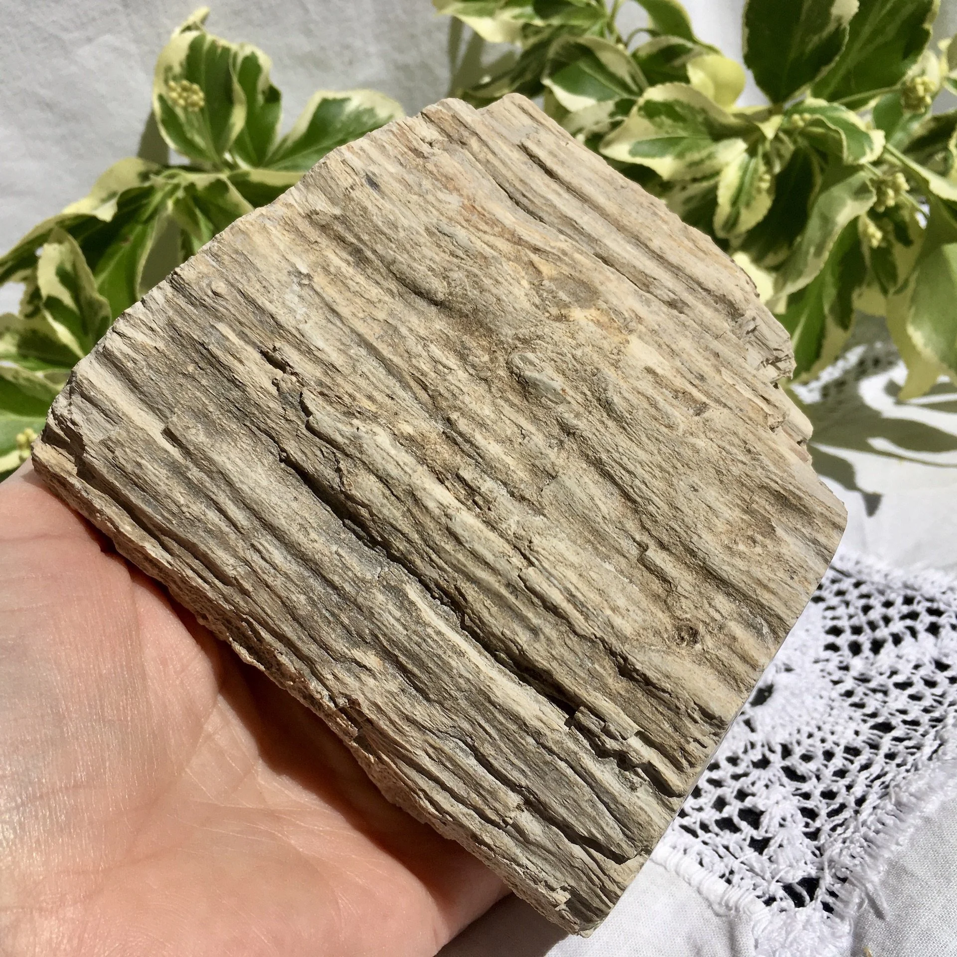 Pet wood branch 1e.jpeg