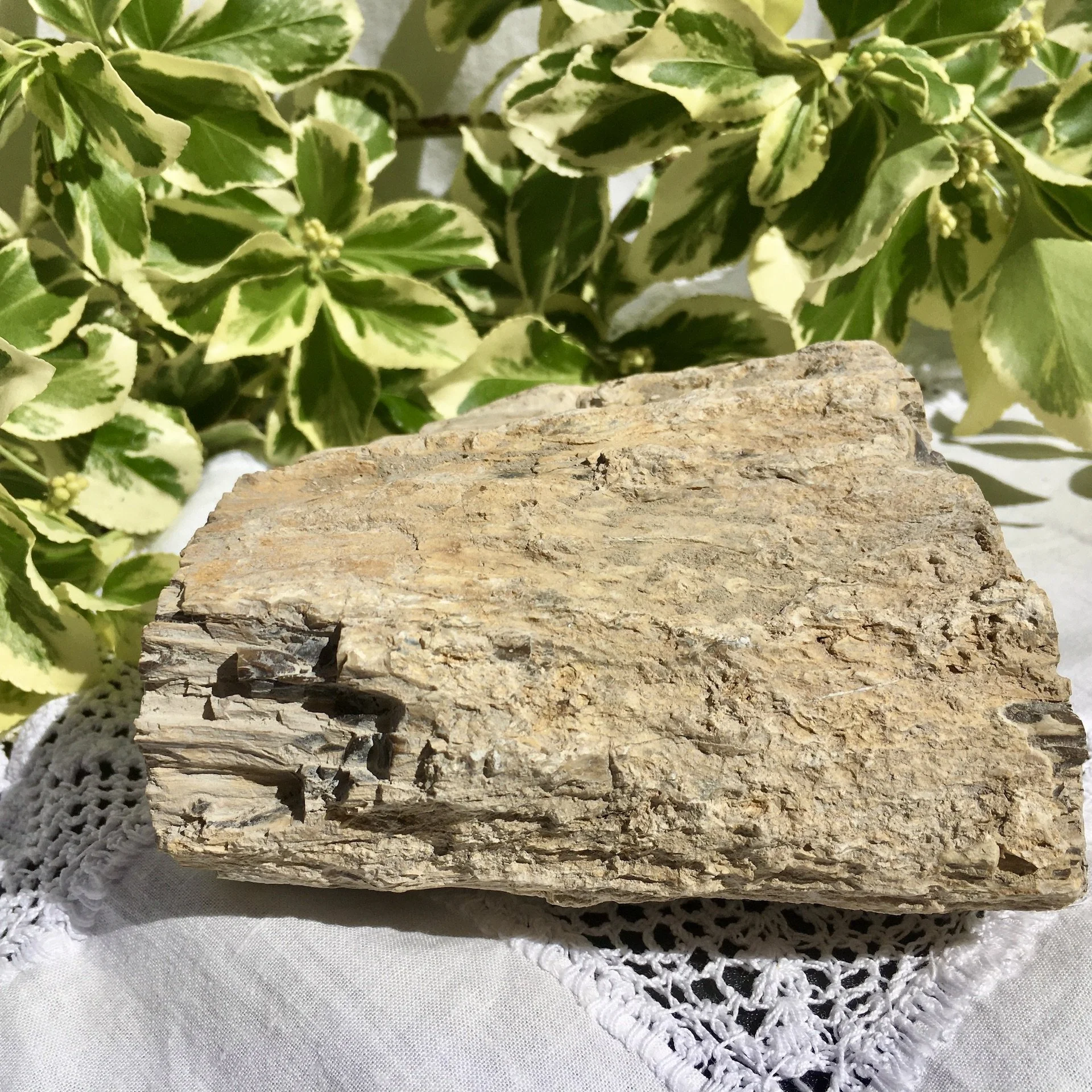 Pet wood branch 1c.jpeg