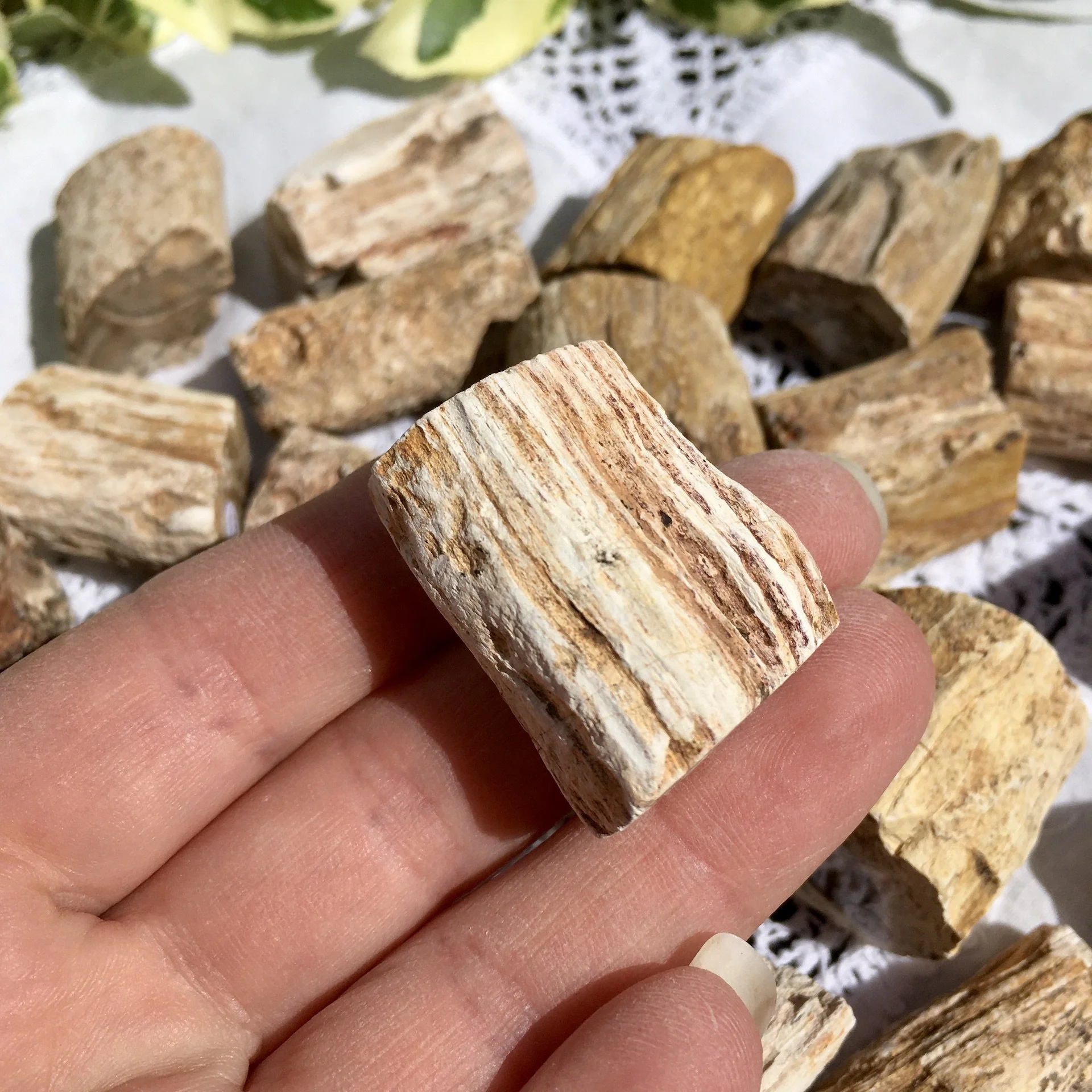 Pet wood branch £3c.jpeg