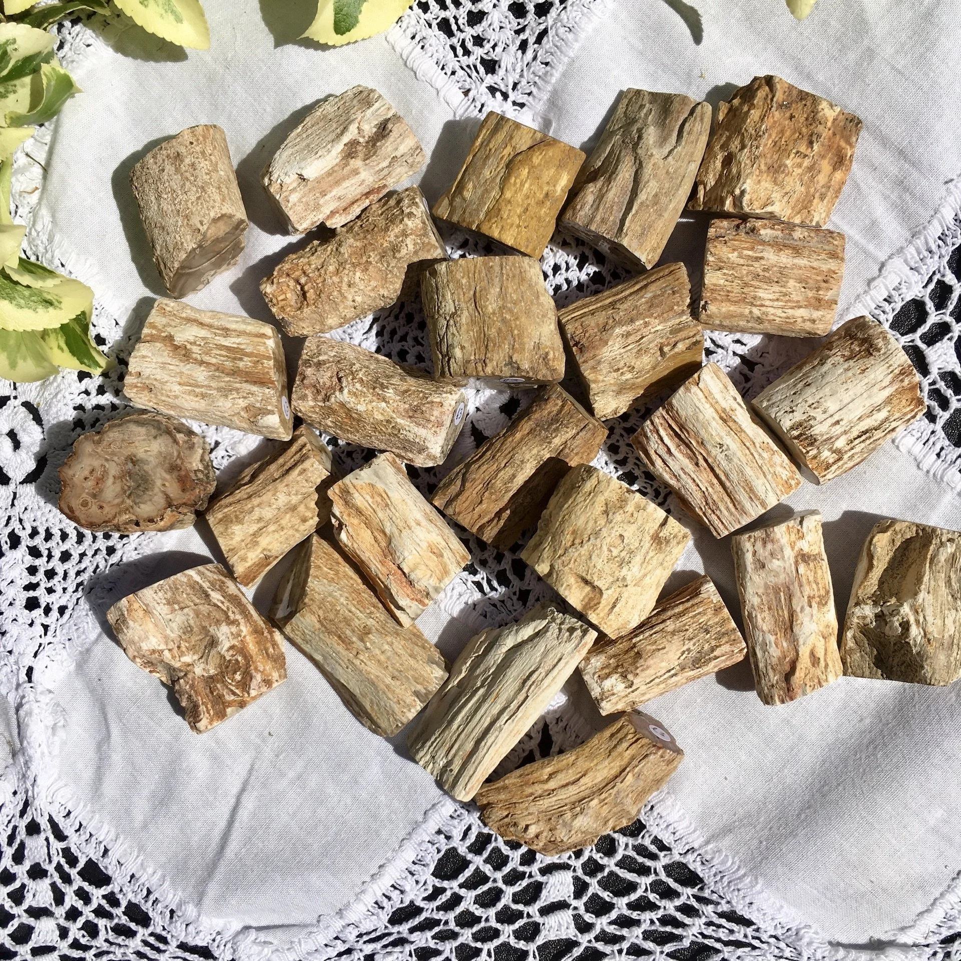 Pet wood branch £3a.jpeg