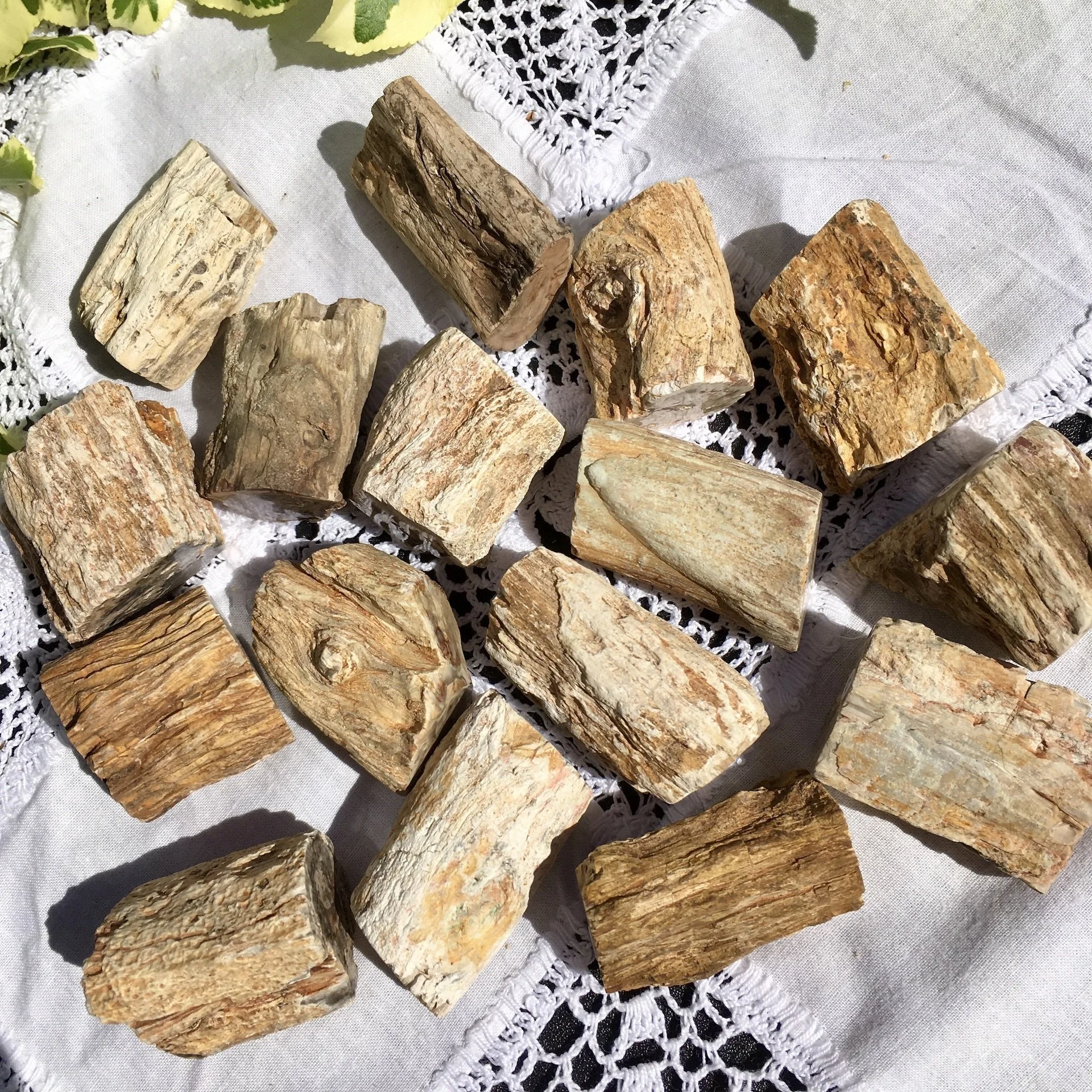 Pet wood branch £4a.jpeg