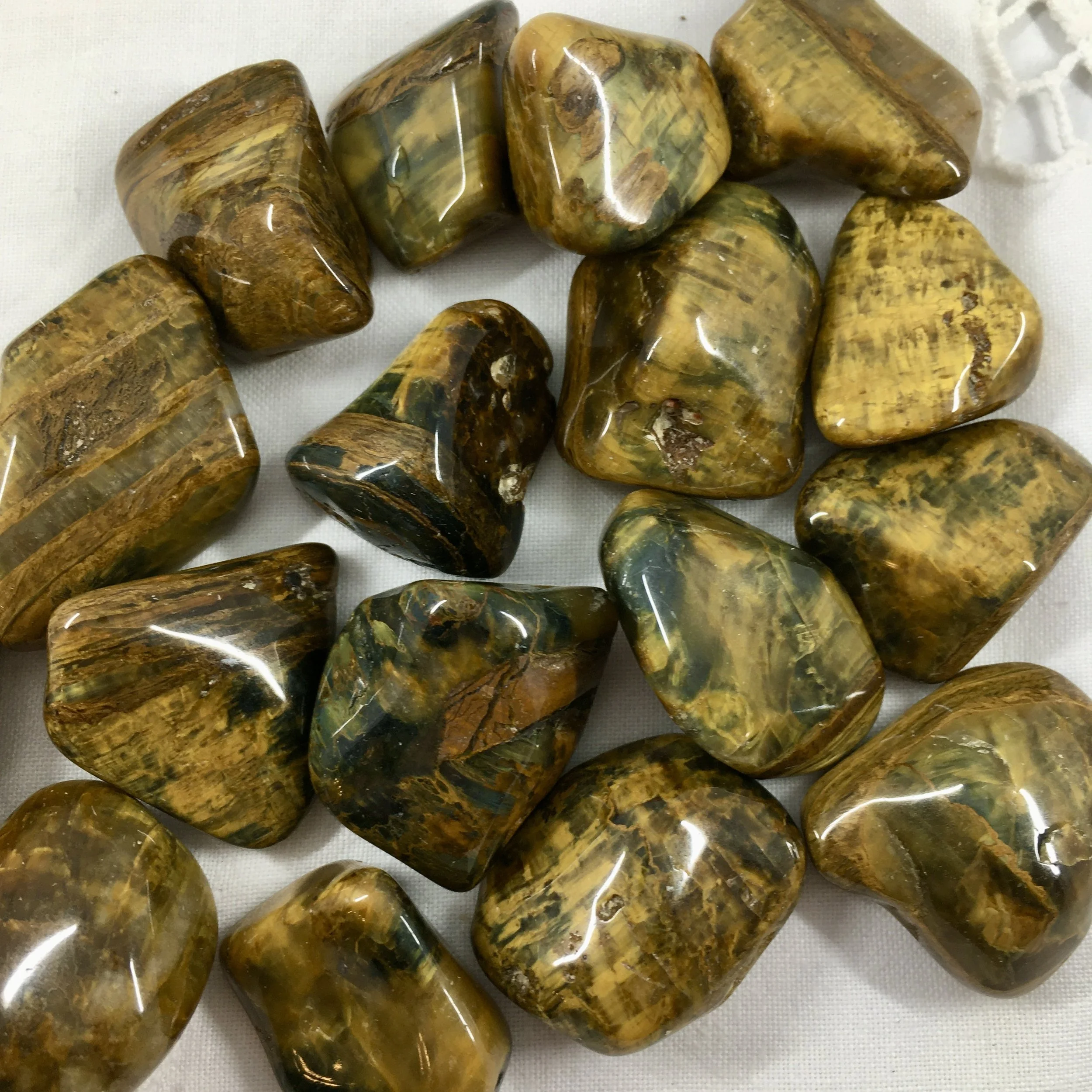 Lionskin Jasper ts a.jpeg