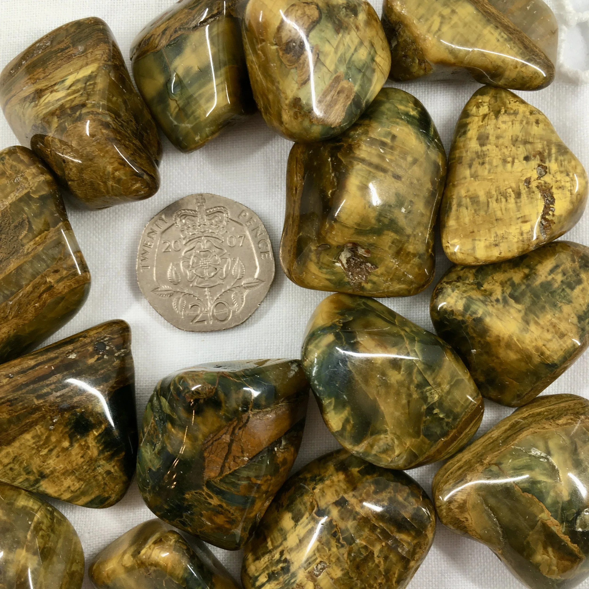 Lionskin Jasper ts b.jpeg