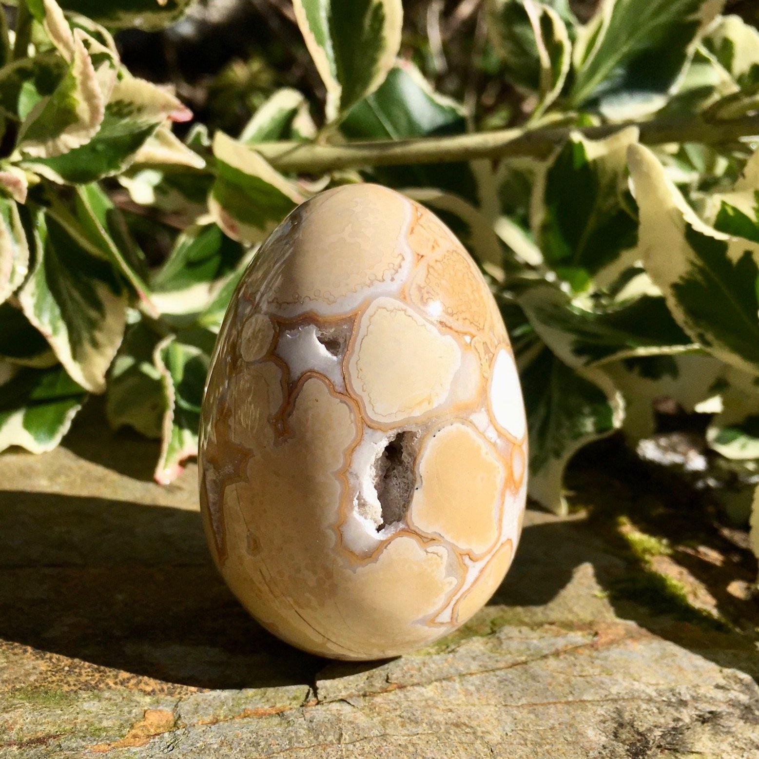 Cobra+Jasper+egg+1a.jpg