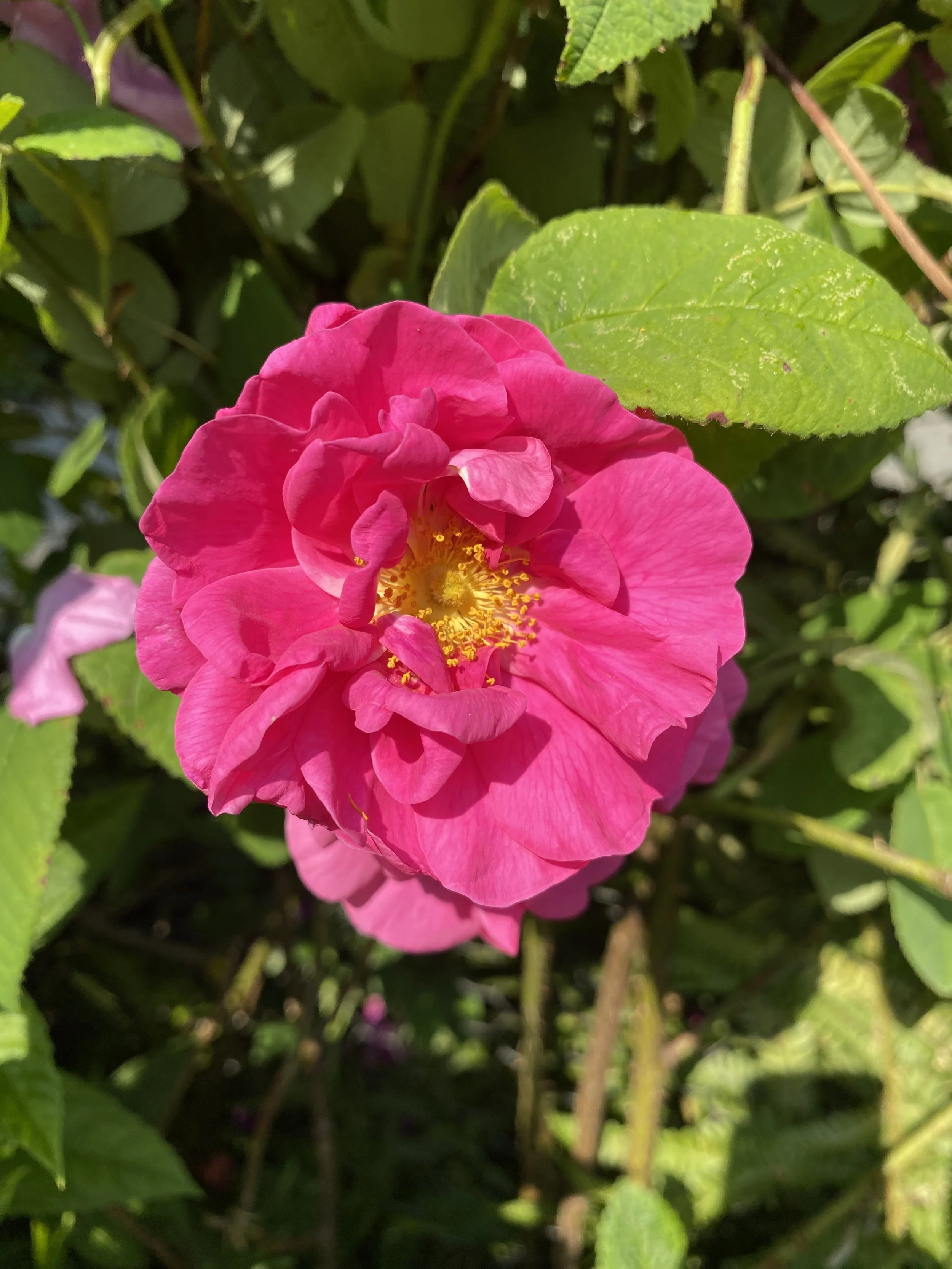 Summer Solstice - Meditation and Crystal Open Day