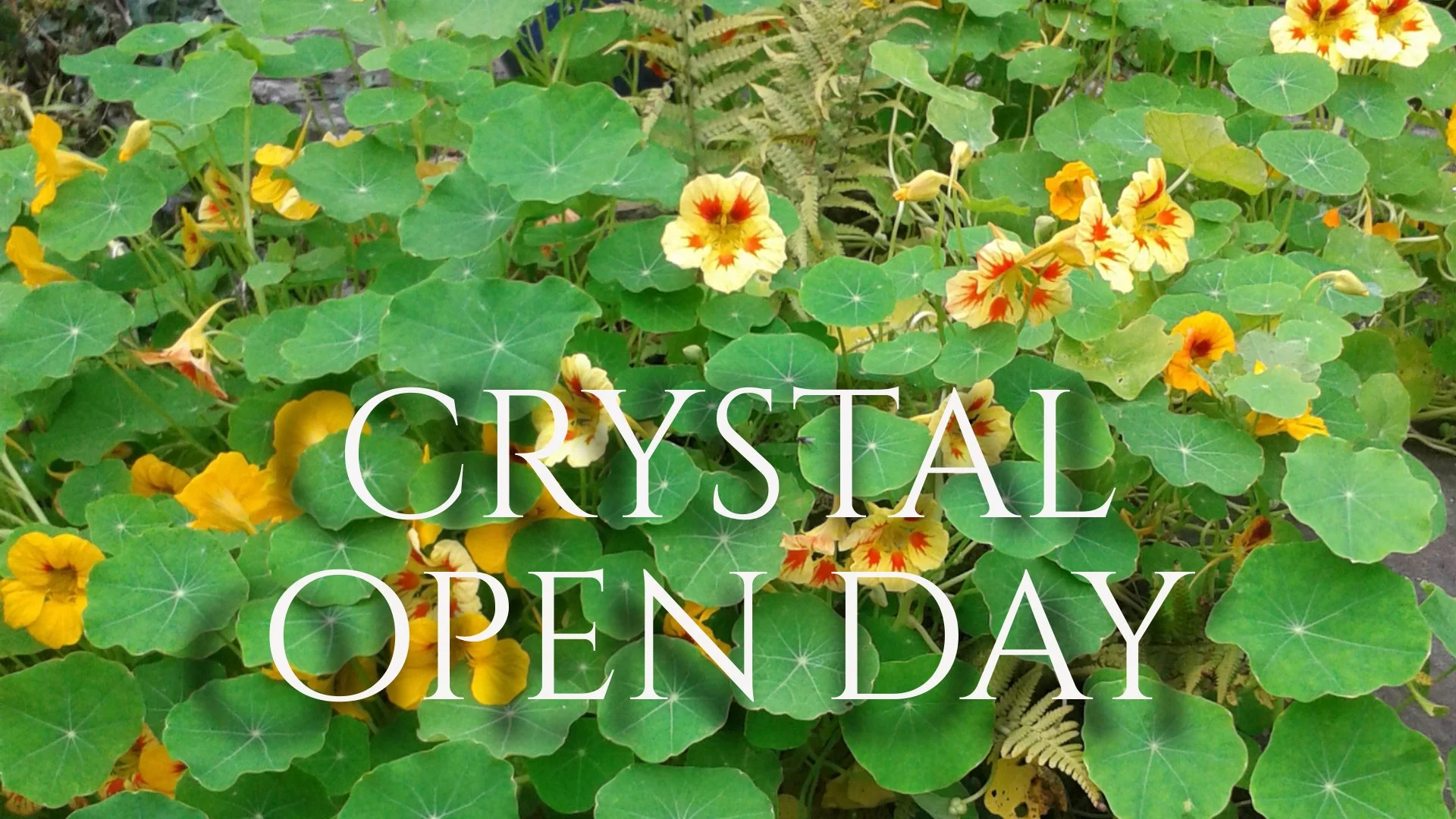 Crystal Open Day