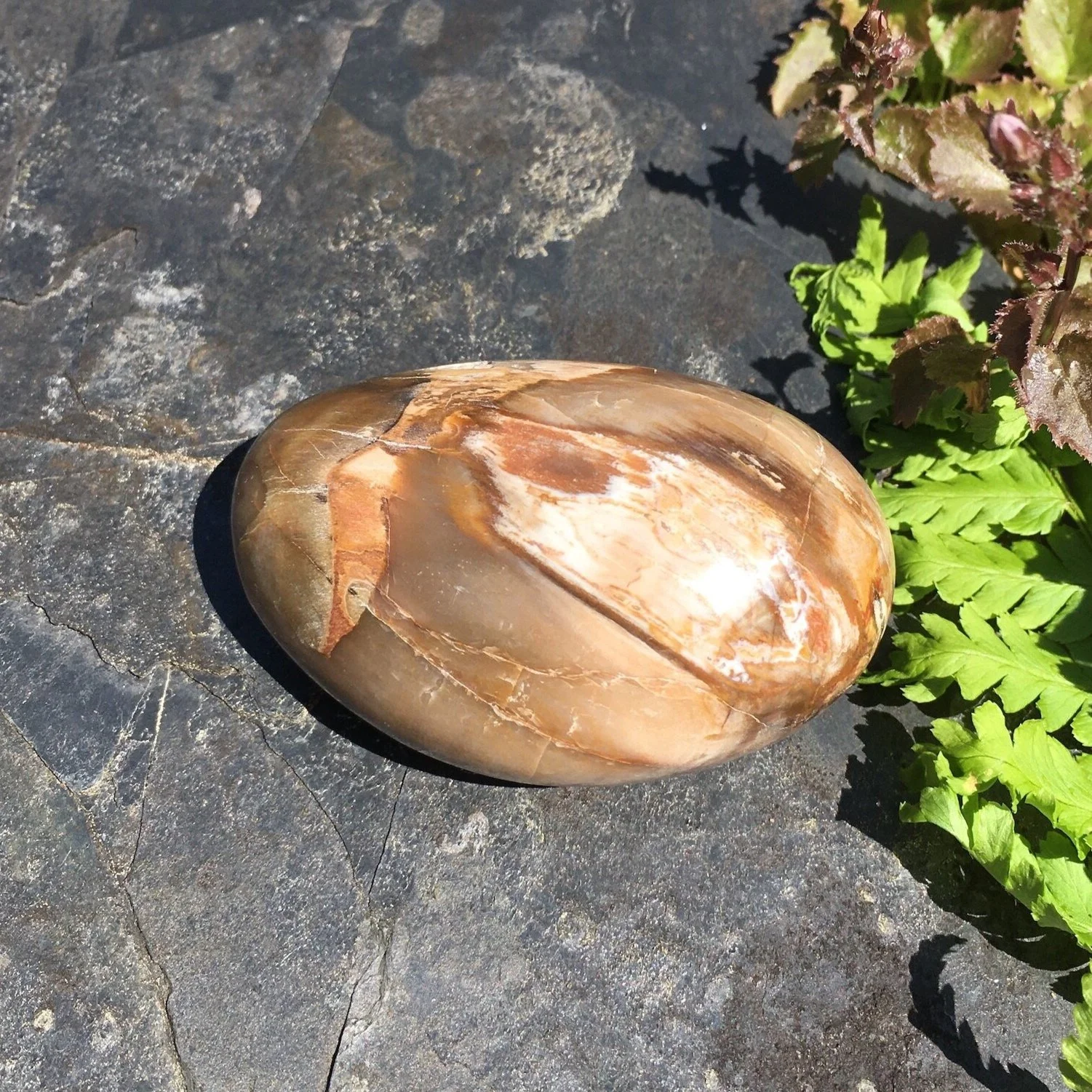 Pet+wood+pebble+4b.jpg