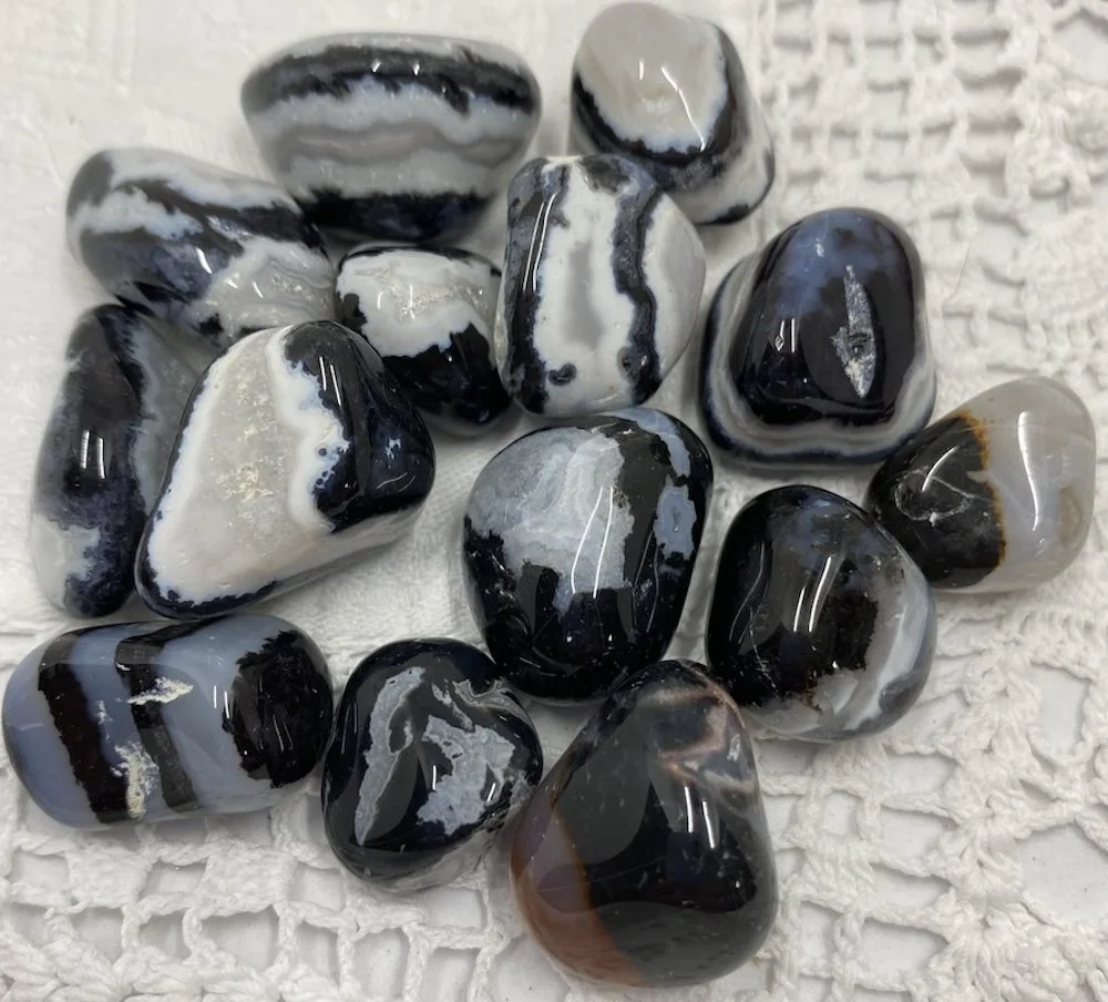 TS Jasper Zebra1.JPG